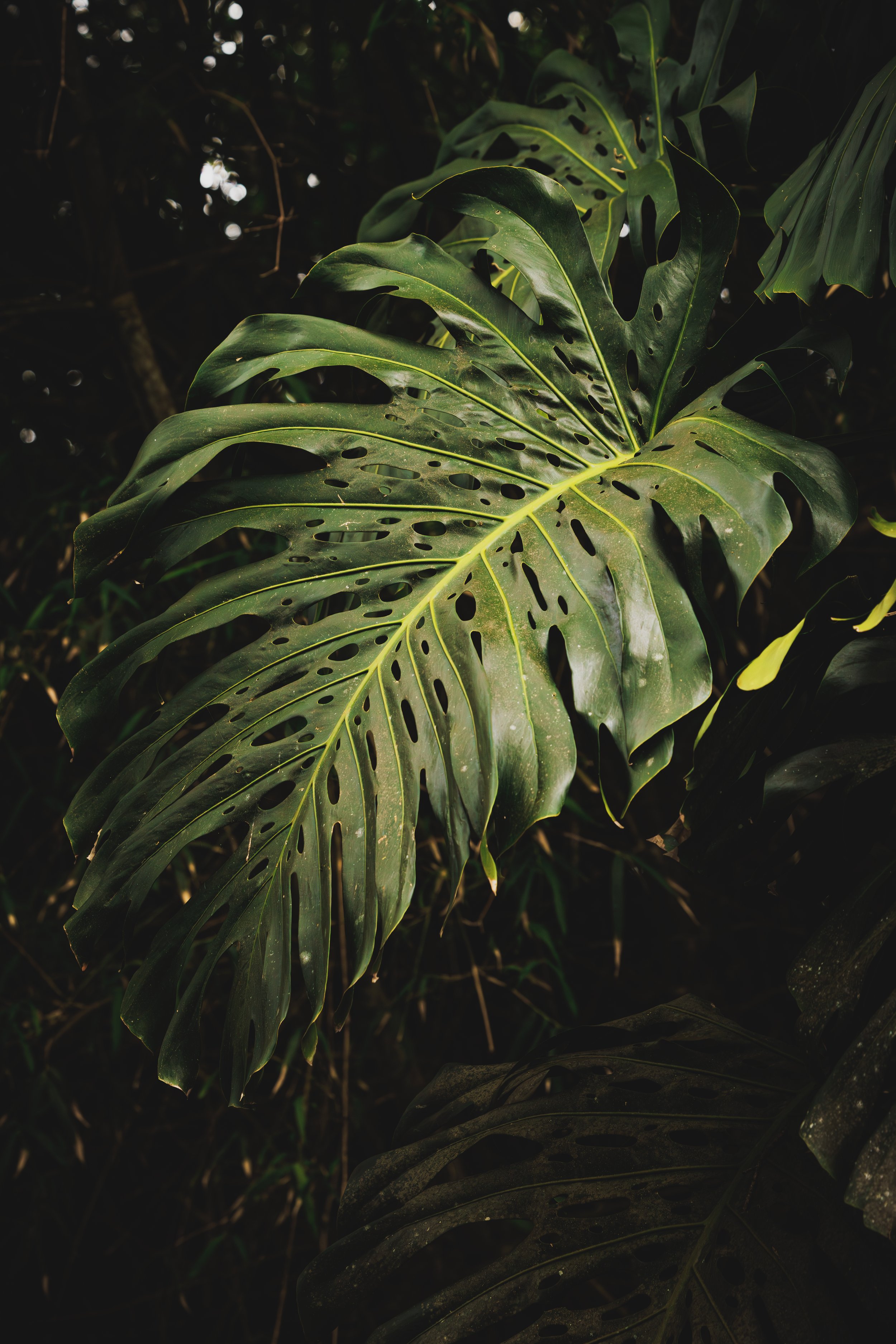 Close-up of green Monstera leaves with distinctive holes and splits, dark background with hints of light.