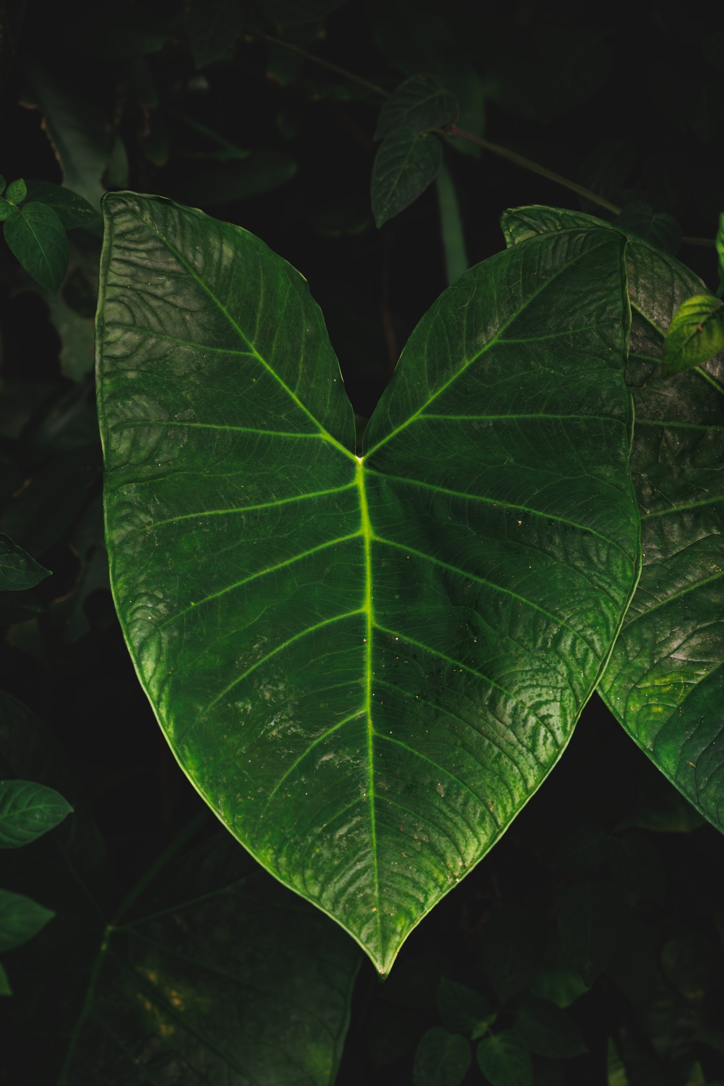 Close-up of two large green leaves with a prominent central vein and darker background foliage.