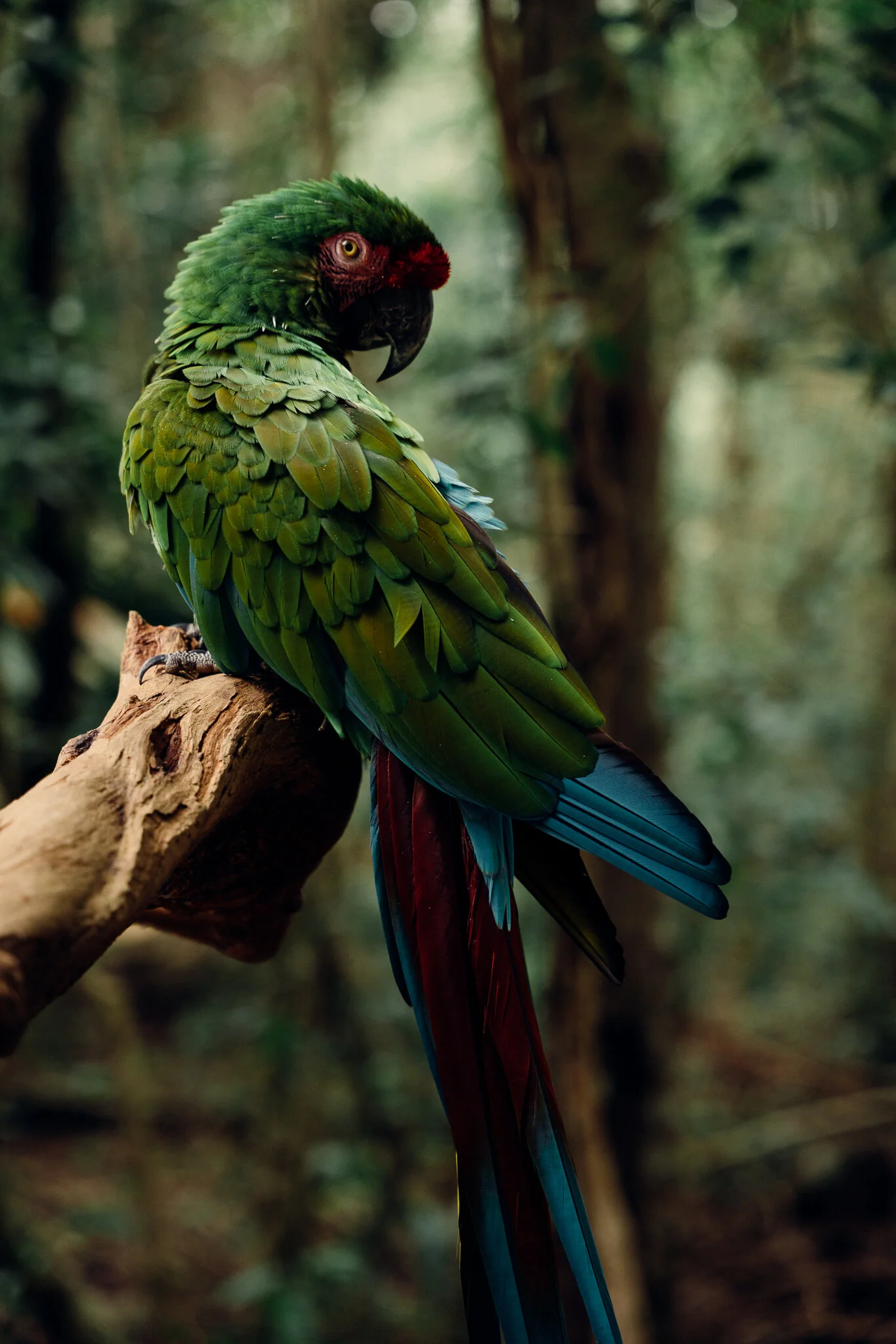 Macaw Original.jpg