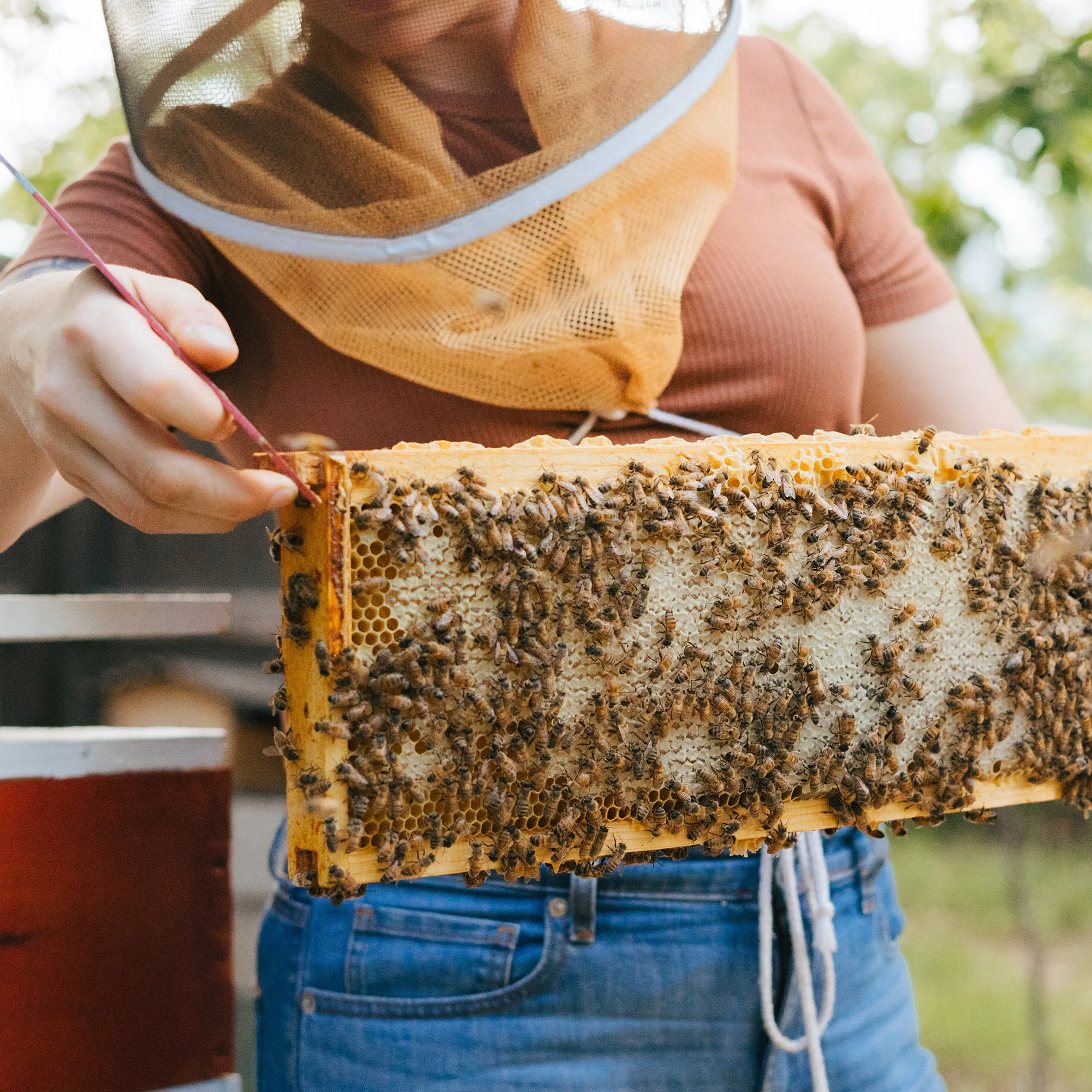 A beekeeper wearing a protective veil holding a rectangular wooden frame full of bees and honey comb.