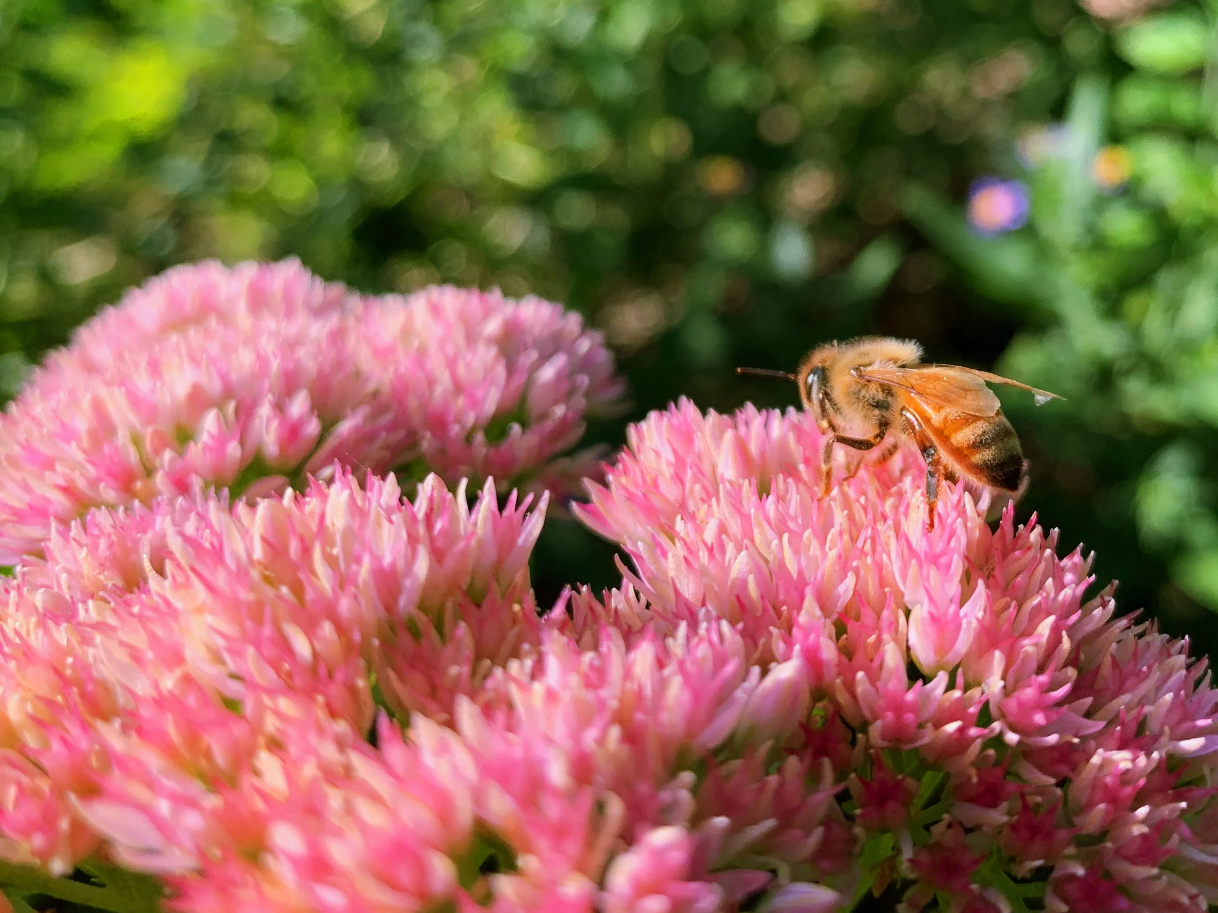 Earth Day Patio Party