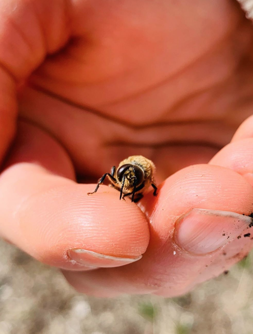 It's A Bug's World at Denver Audubon