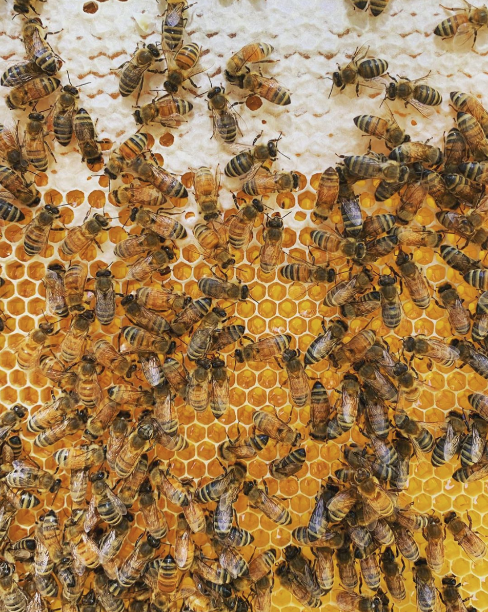 National Honey Bee Day