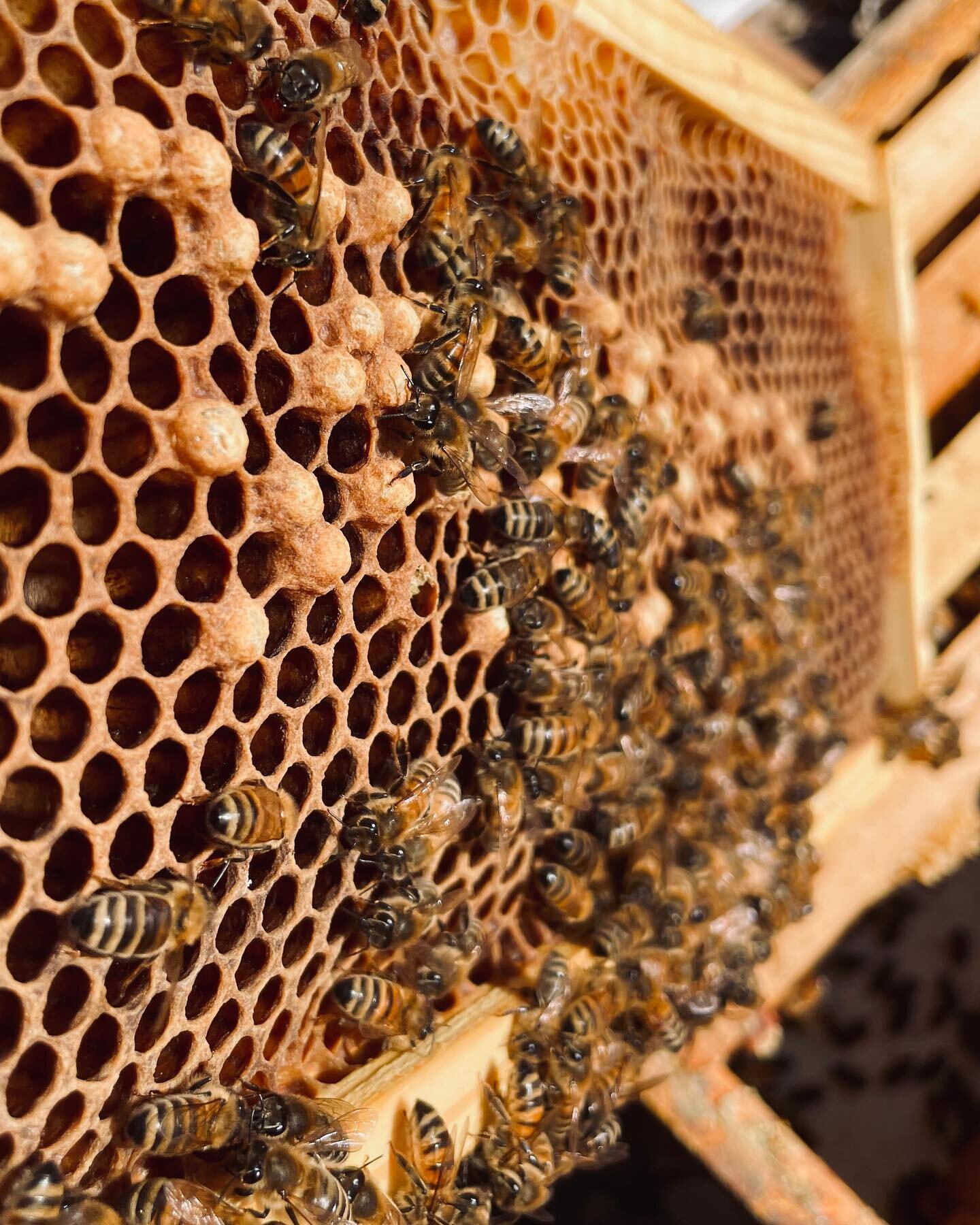 What do we have here?!
 
Large, protruding cell caps indicate drone brood is underway!
 
Drone = Male bees
Brood = Babies, put simply
 
When we see the first drone brood of the year, that means honey bee mating season is right around the corner. And 