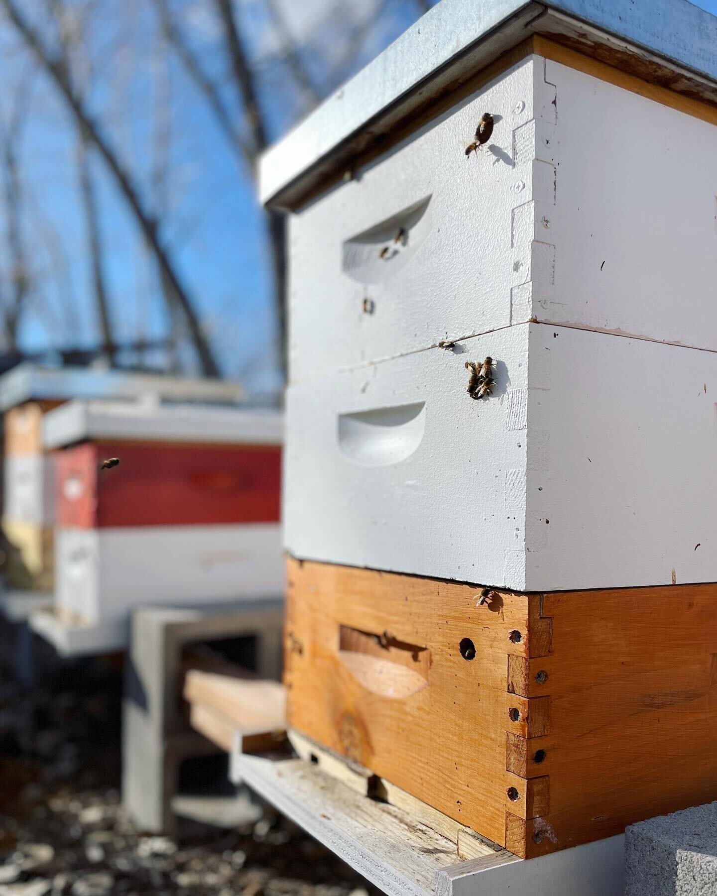 🐝 Hives for sale! 🐝
 
We&rsquo;re downsizing the beekeeping operation side of The Peoples Bees so we can increase our impact with education. All hives have been verified queen right and prepped for spring, and 2022 notes can be provided to buyers.
