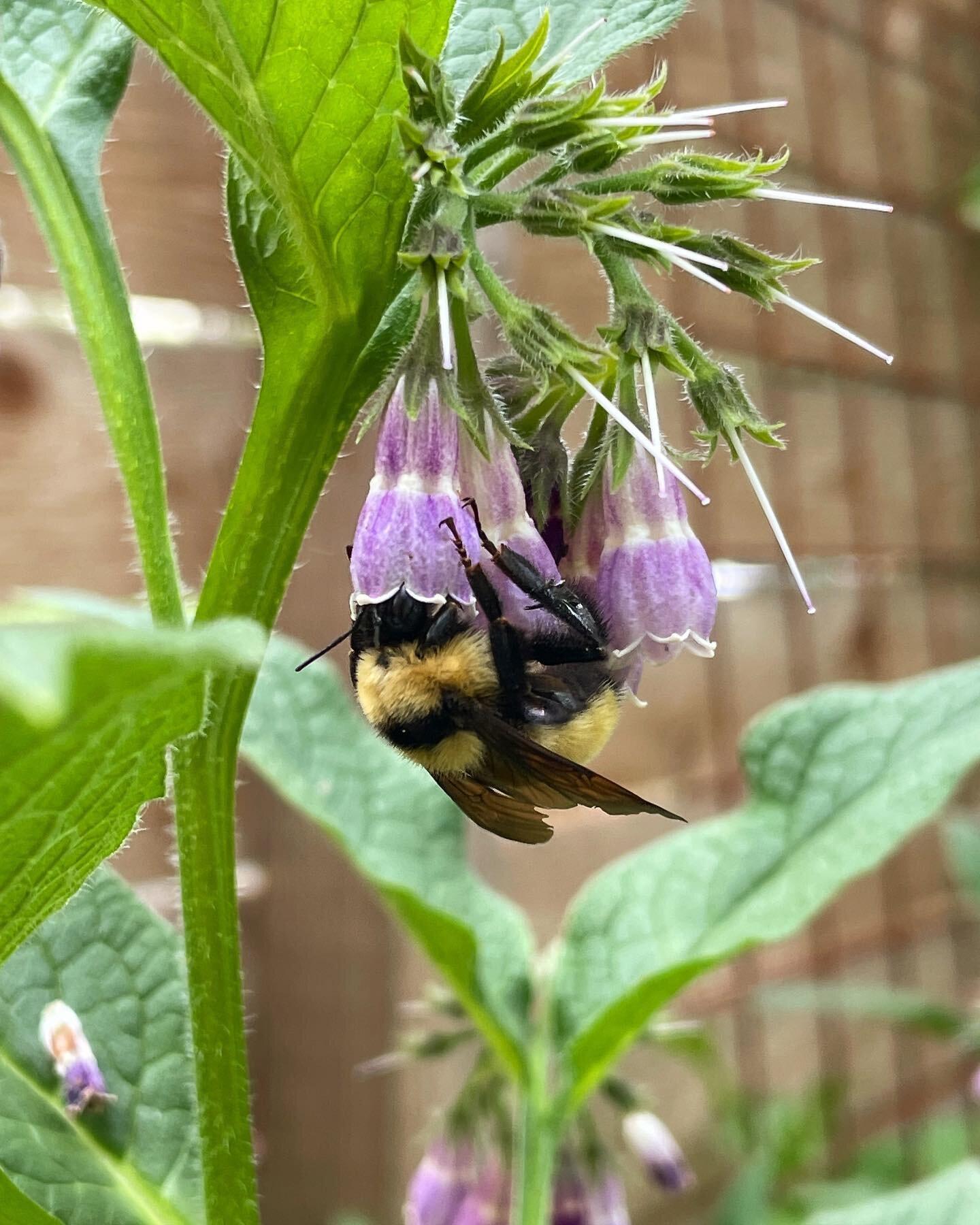 Happy World Bee Day!
 
Today we celebrate the over 20,000 known bee species in the world for:
🌻 the plants they pollinate to help ecosystems thrive,
🌱 the lessons they teach us when we listen,
🐝 and being so darned cute!
 
When people ask me what 