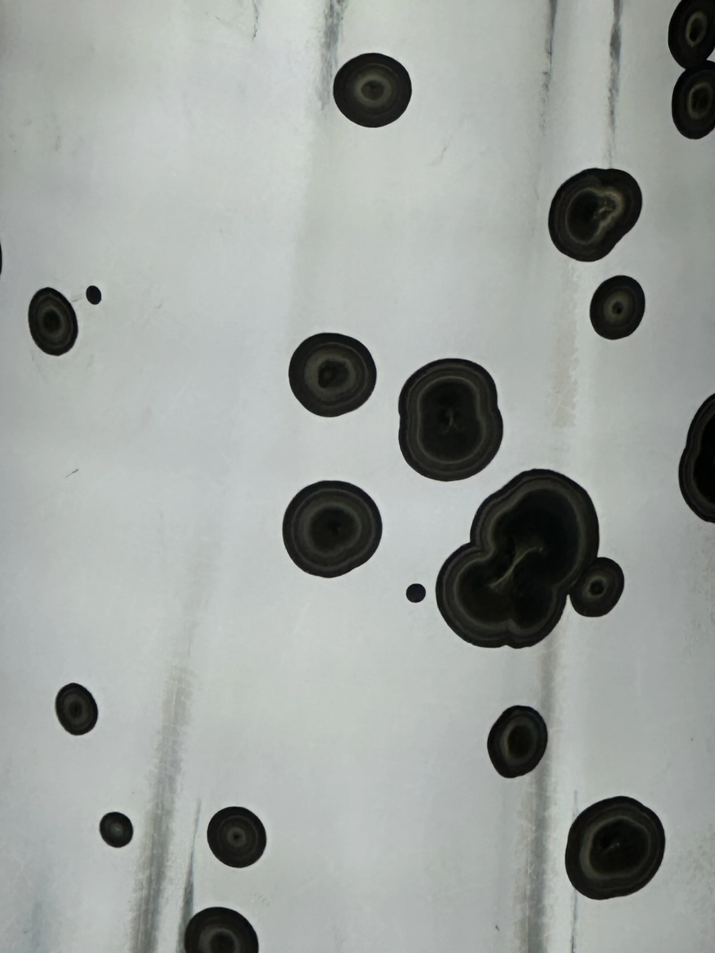 IMG_0522.jpeg