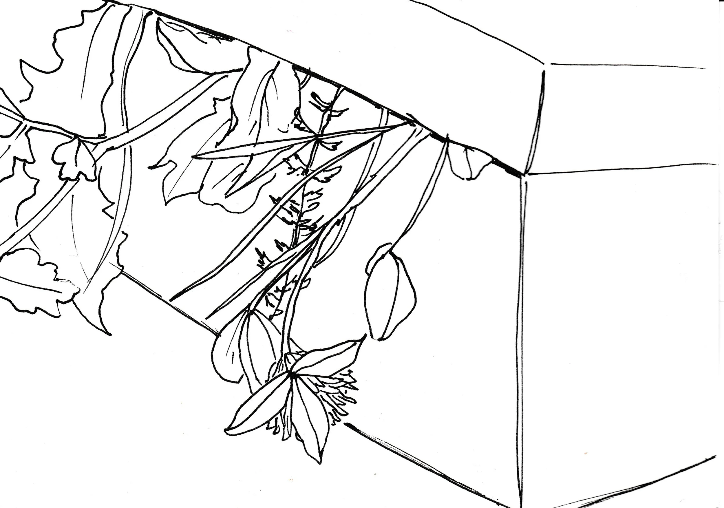 Skizzen_Graskiste 1.jpeg