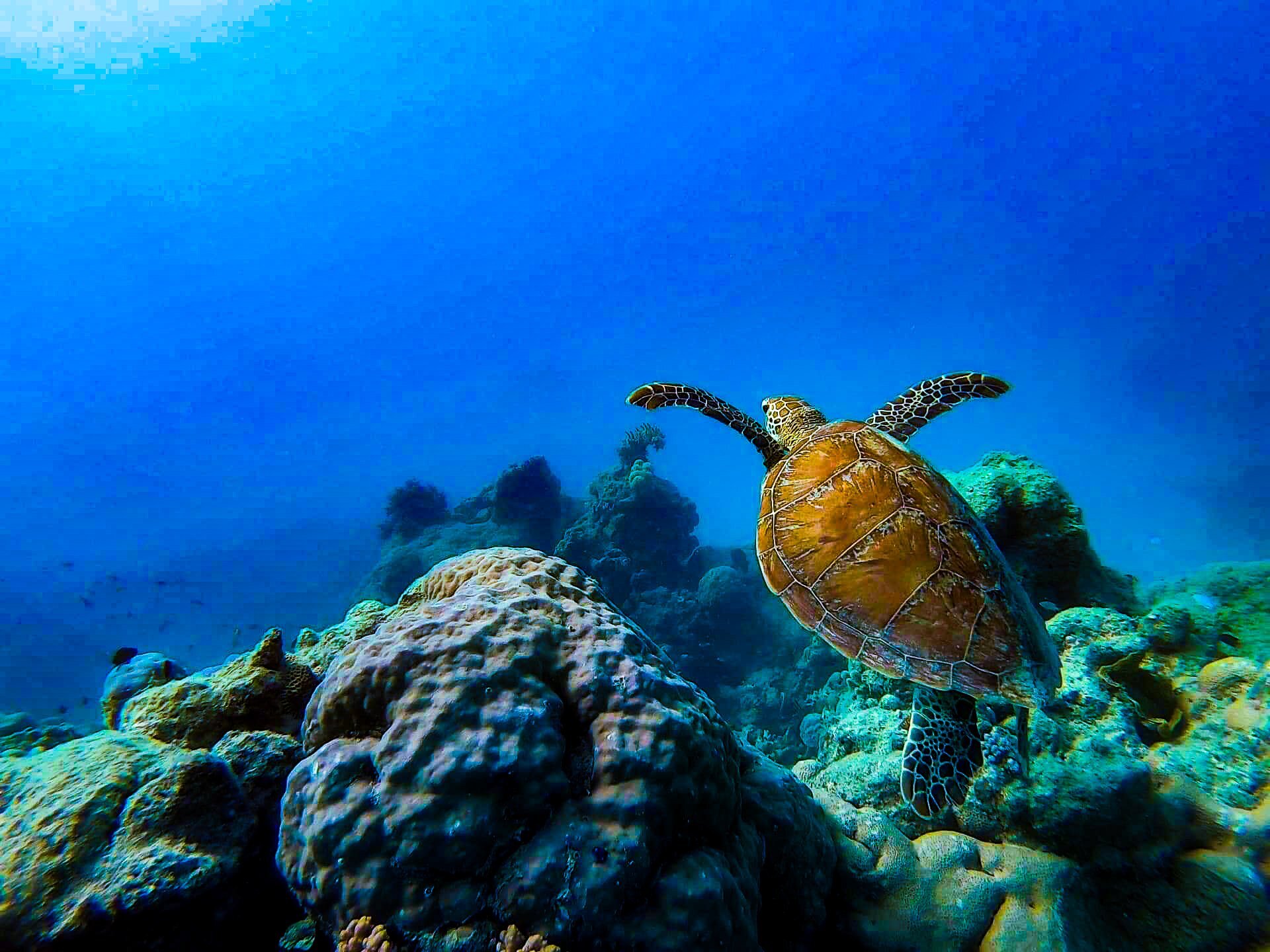 ocean safari mackay reef