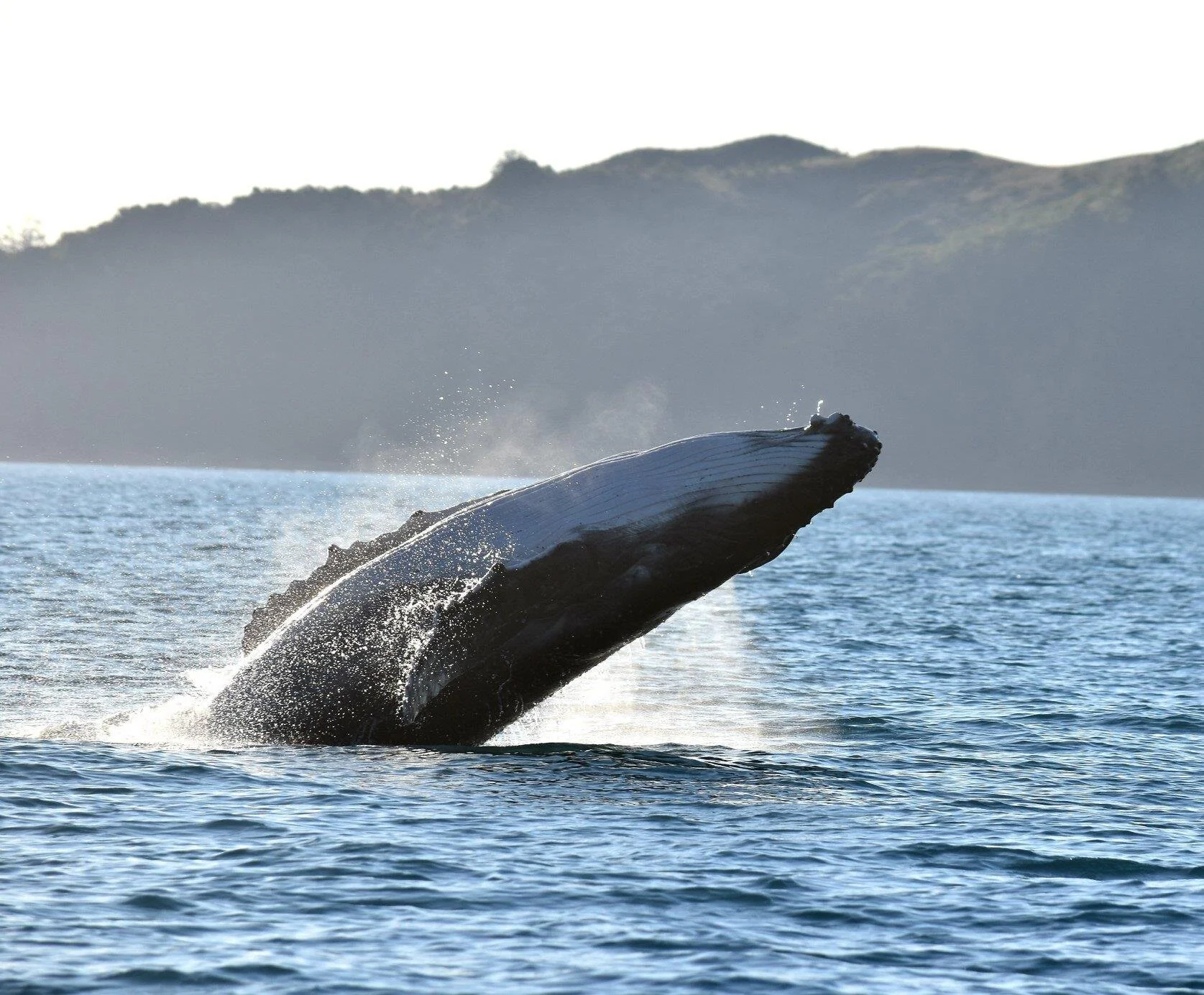 Whitsunday Paradise Explorer — Airlie Beach