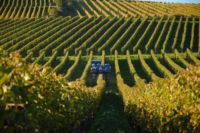 RHG-2635_Weinlese Oestrich-Winkel_© Rainer Molitor-scr.jpg