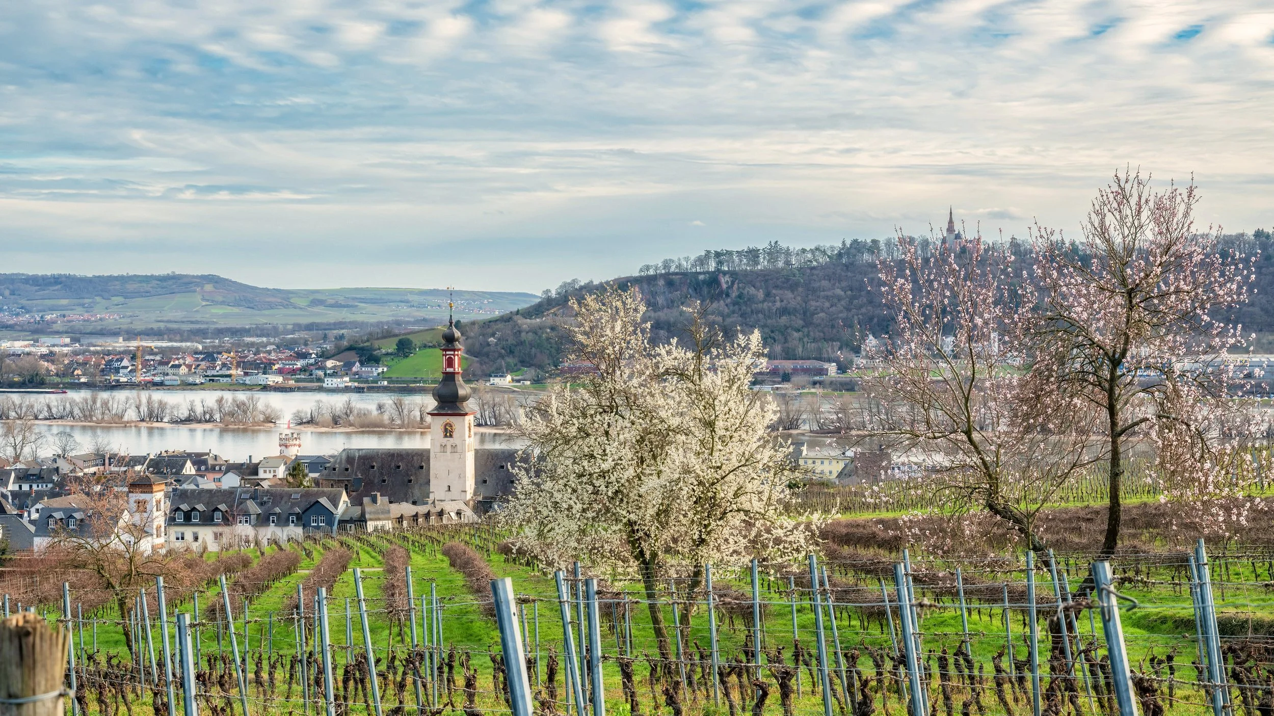 Fruehling_Ruedesheim.jpg