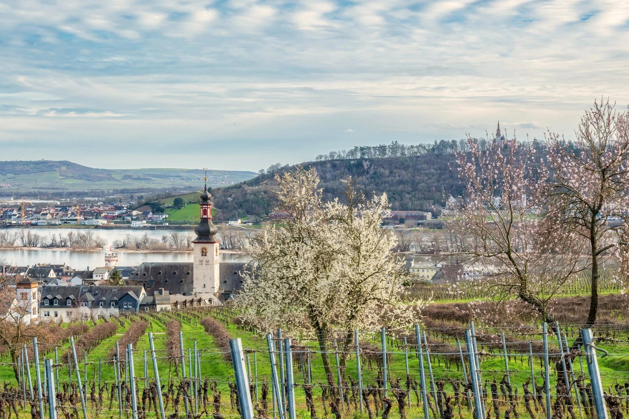 Rheingau. Spring. Hiking bliss.