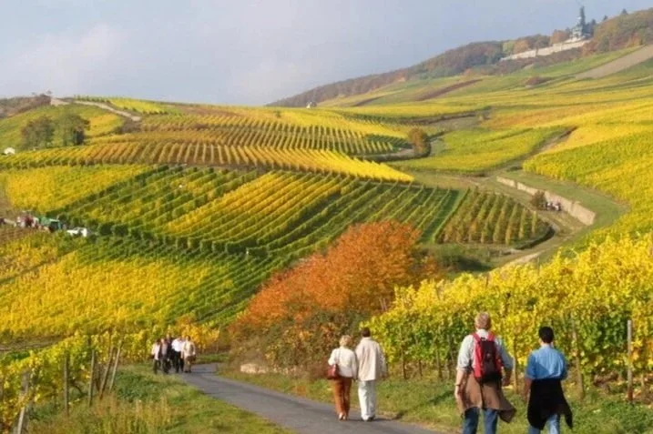 Hiking group_vineyard_Germania.jpg