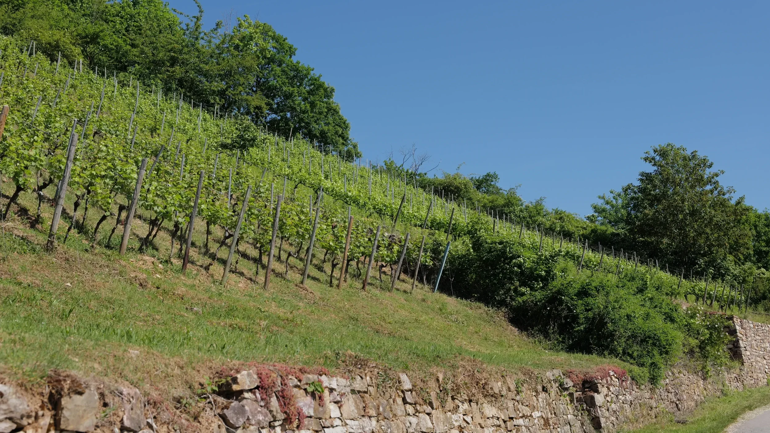 260525_Weinbergsmauer_blauer-Himmel.webp