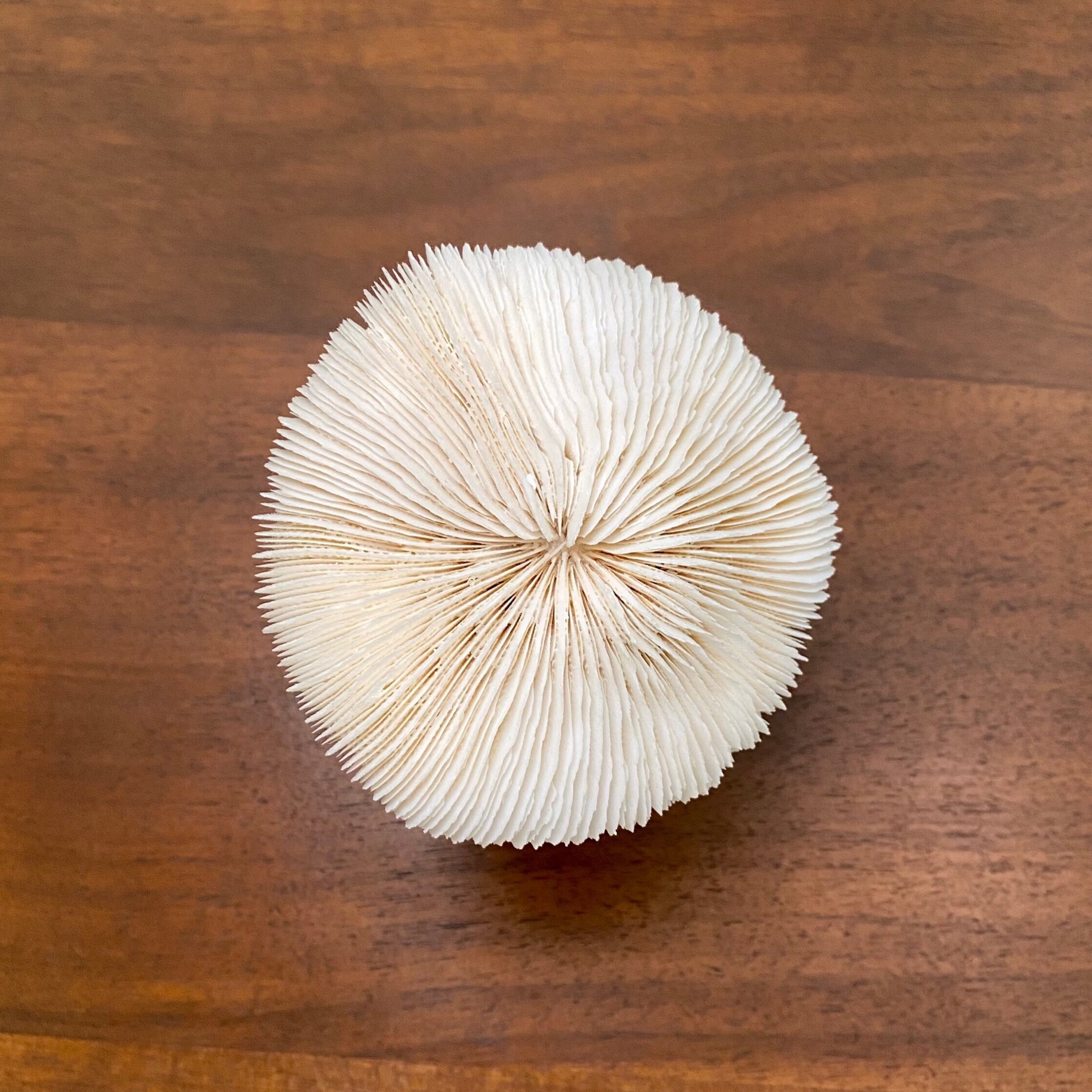 vintage Mushroom Koralle auf Marmorsockel