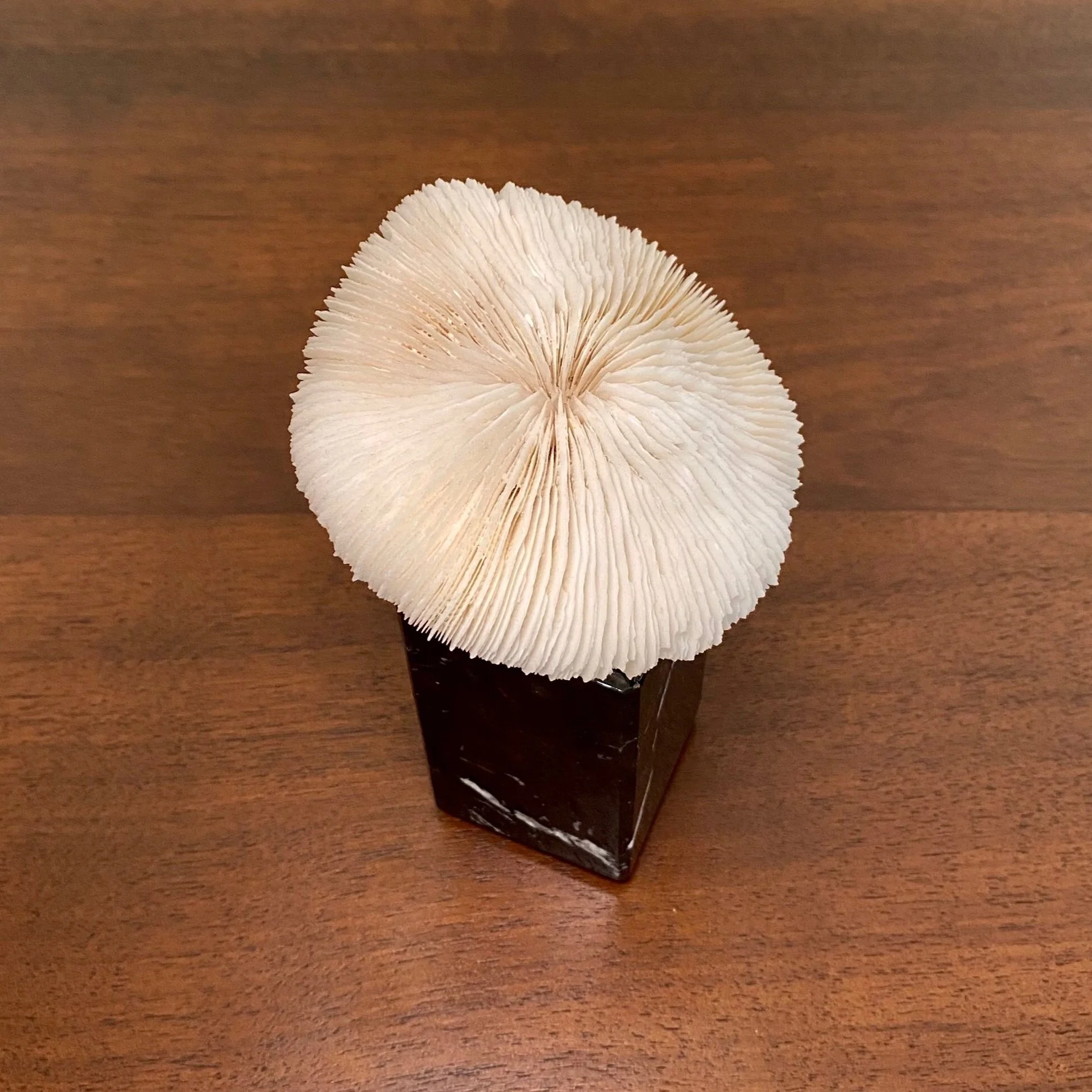 vintage Mushroom Koralle auf Marmorsockel