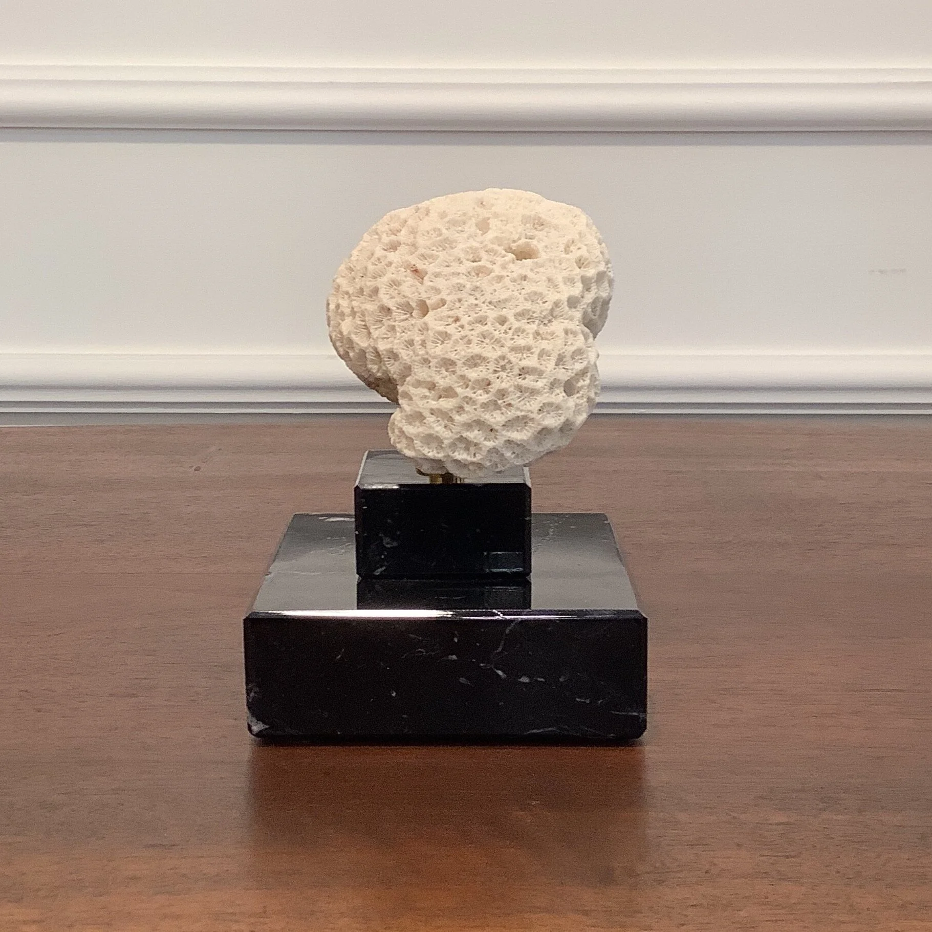 Vintage Hirnkoralle auf schwarzem Marmorsockel