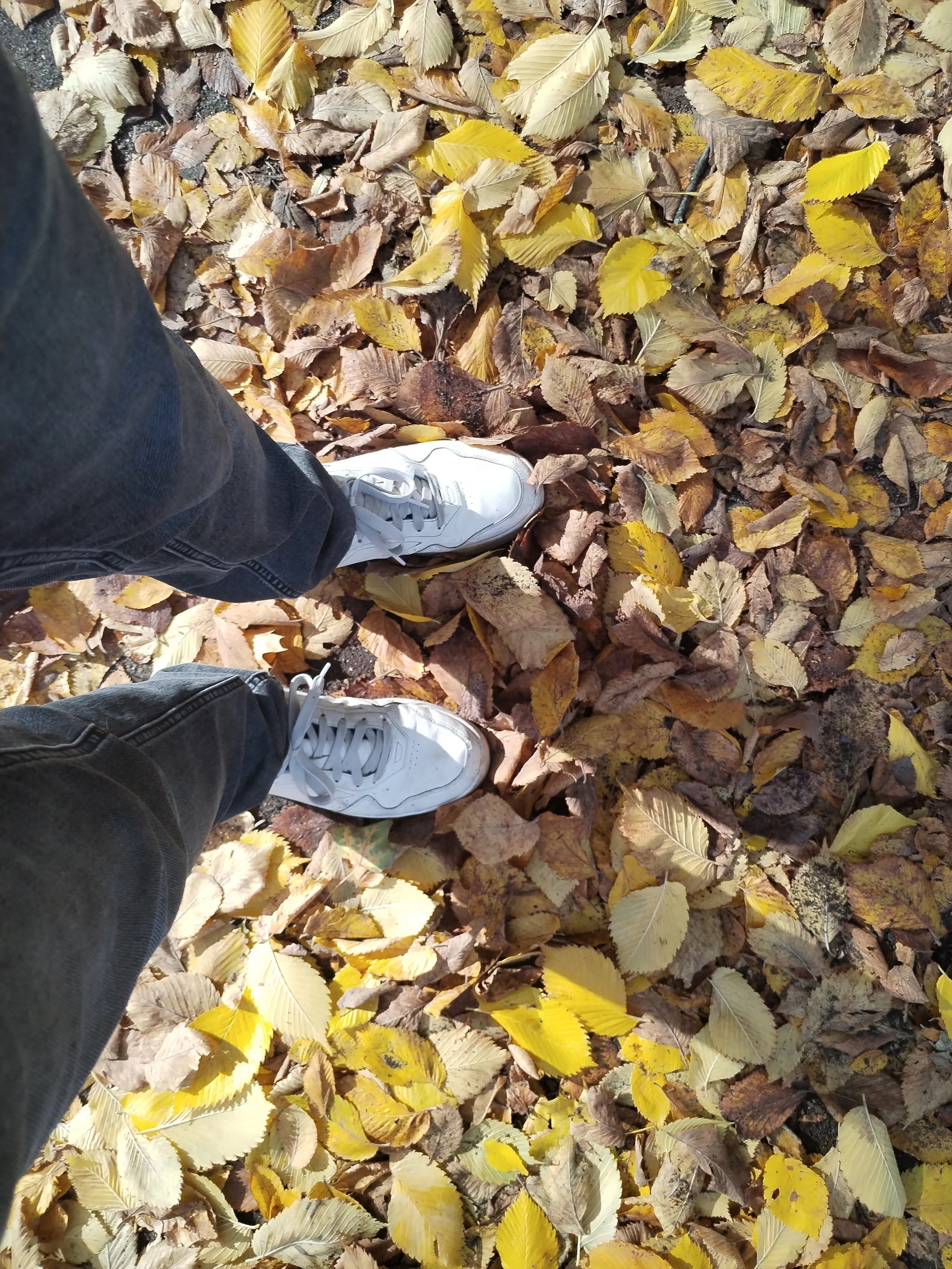 Bild zweier füße un weißen Sneakern auf Goldgelben Laub