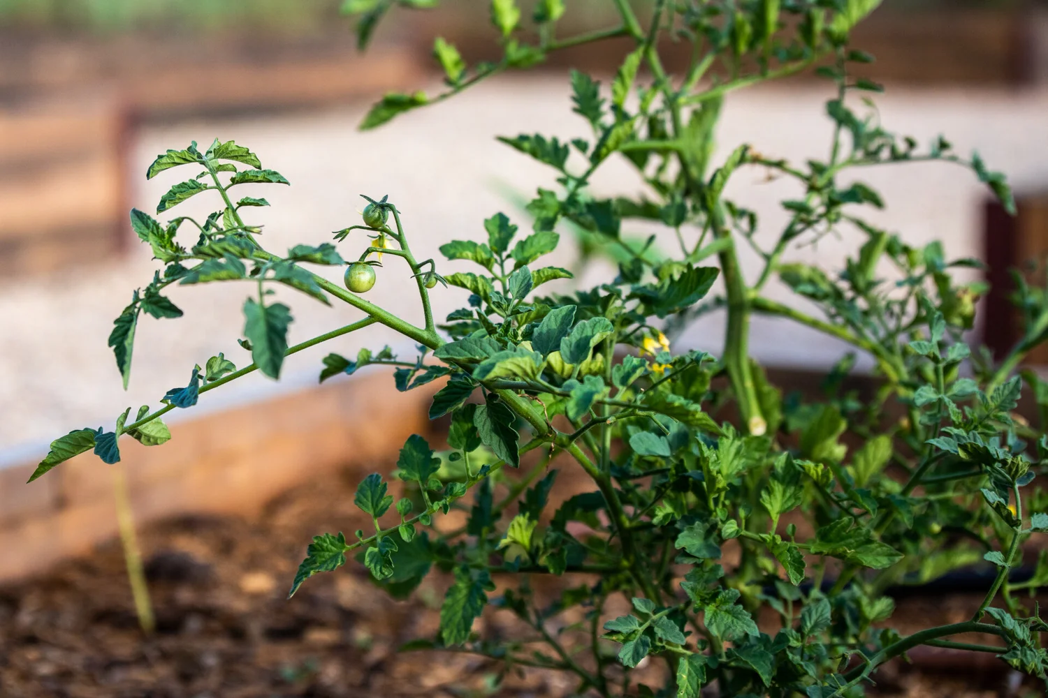 LEARN ABOUT GROWING FOOD — root revival