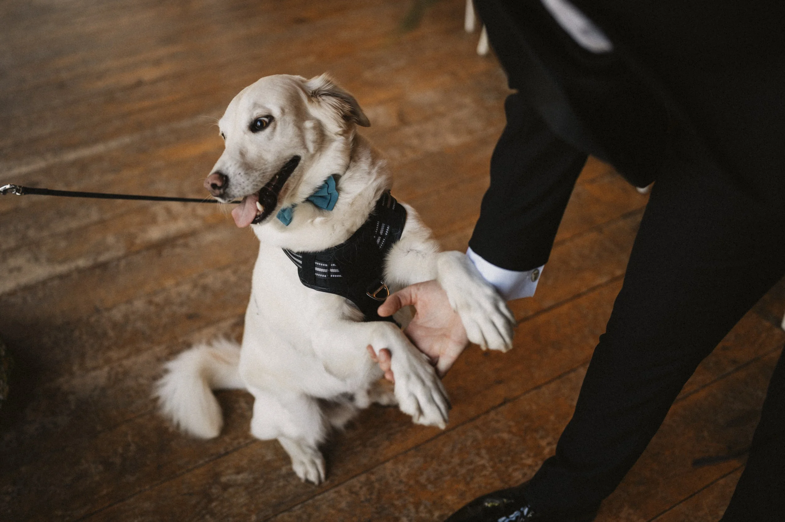 A person in a black suit and white shirt is holding a white dog with a black harness and a blue bow tie on its collar. The dog is sitting on a wooden floor and appears to be happy, with its mouth open and tongue slightly out. The person is holding th