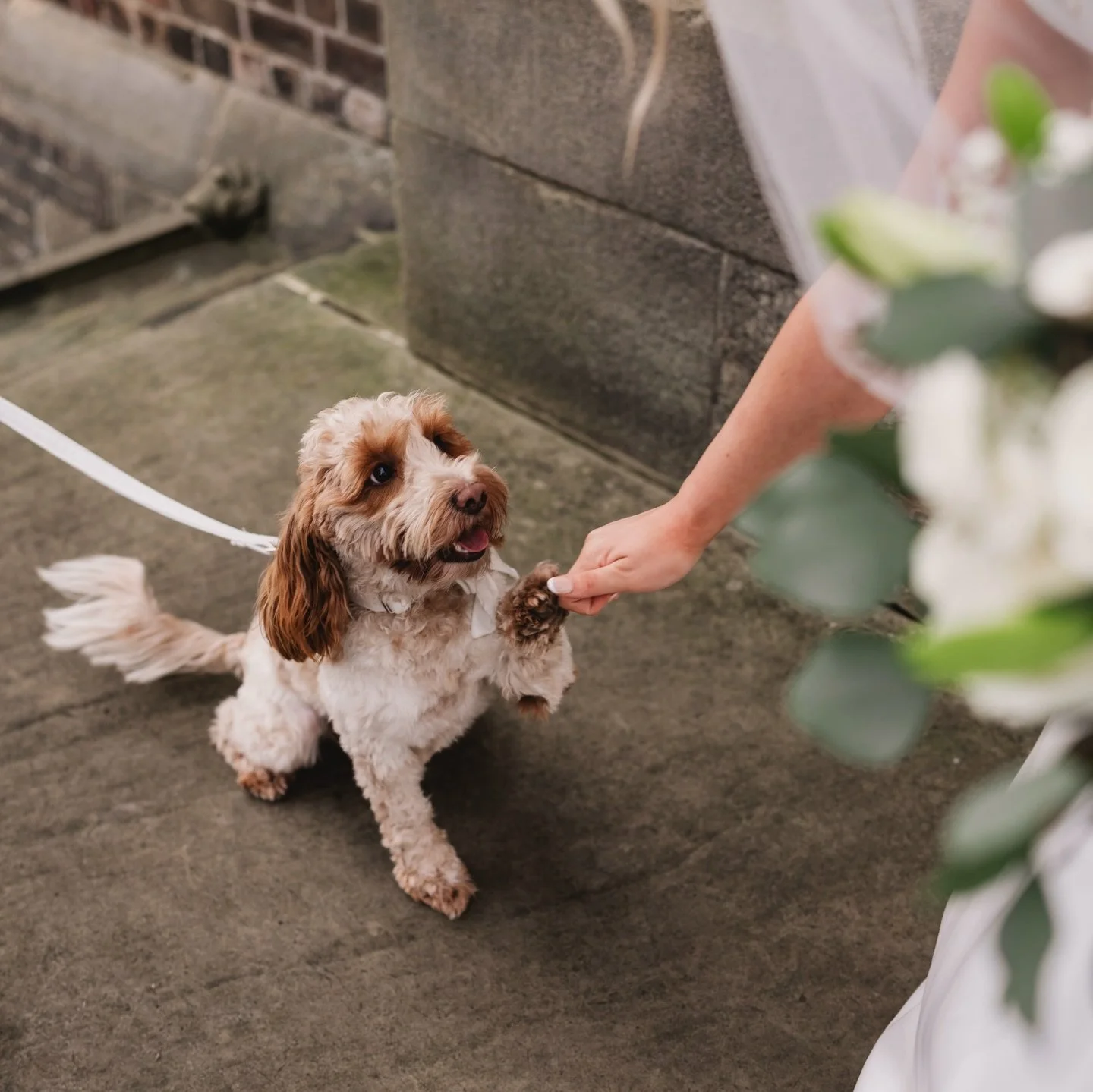 Another album complete! 

Congratulations to Britt &amp; Kieran! 

#pumphouse #bigwedding #weddingdress #dogsofinstagram #weddingdog