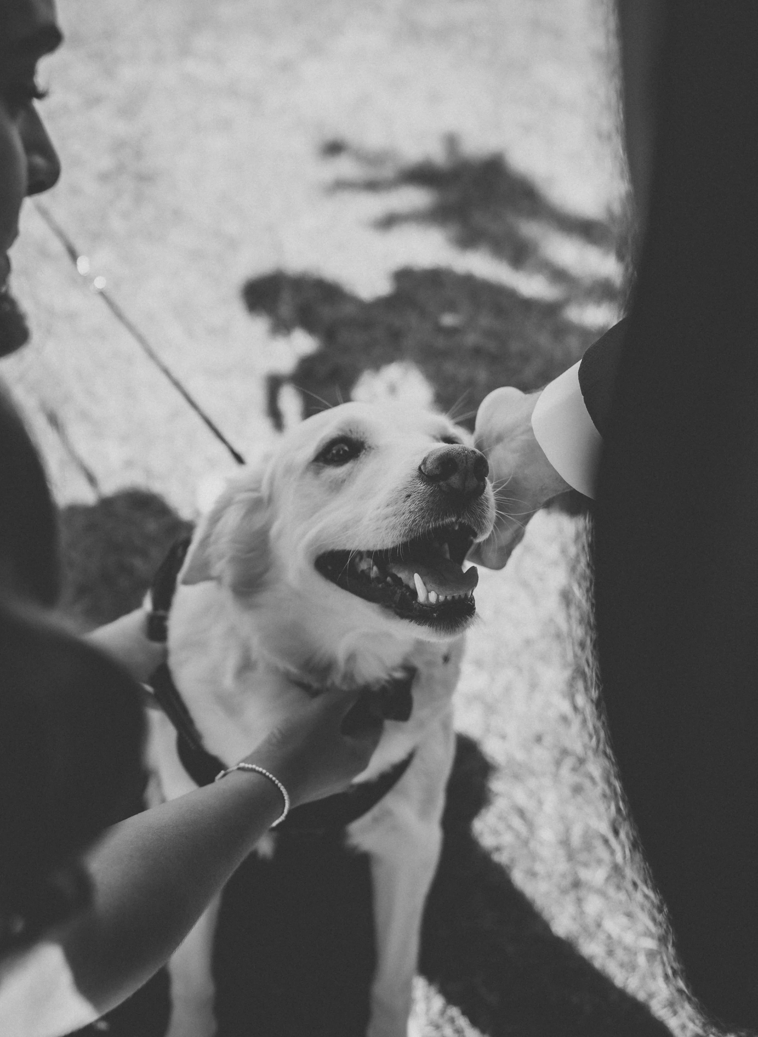 A person holding a happy Golden Retriever dog on a leash, with another person petting the dog. The dog is looking up and smiling, with a shadow of trees on the pavement.