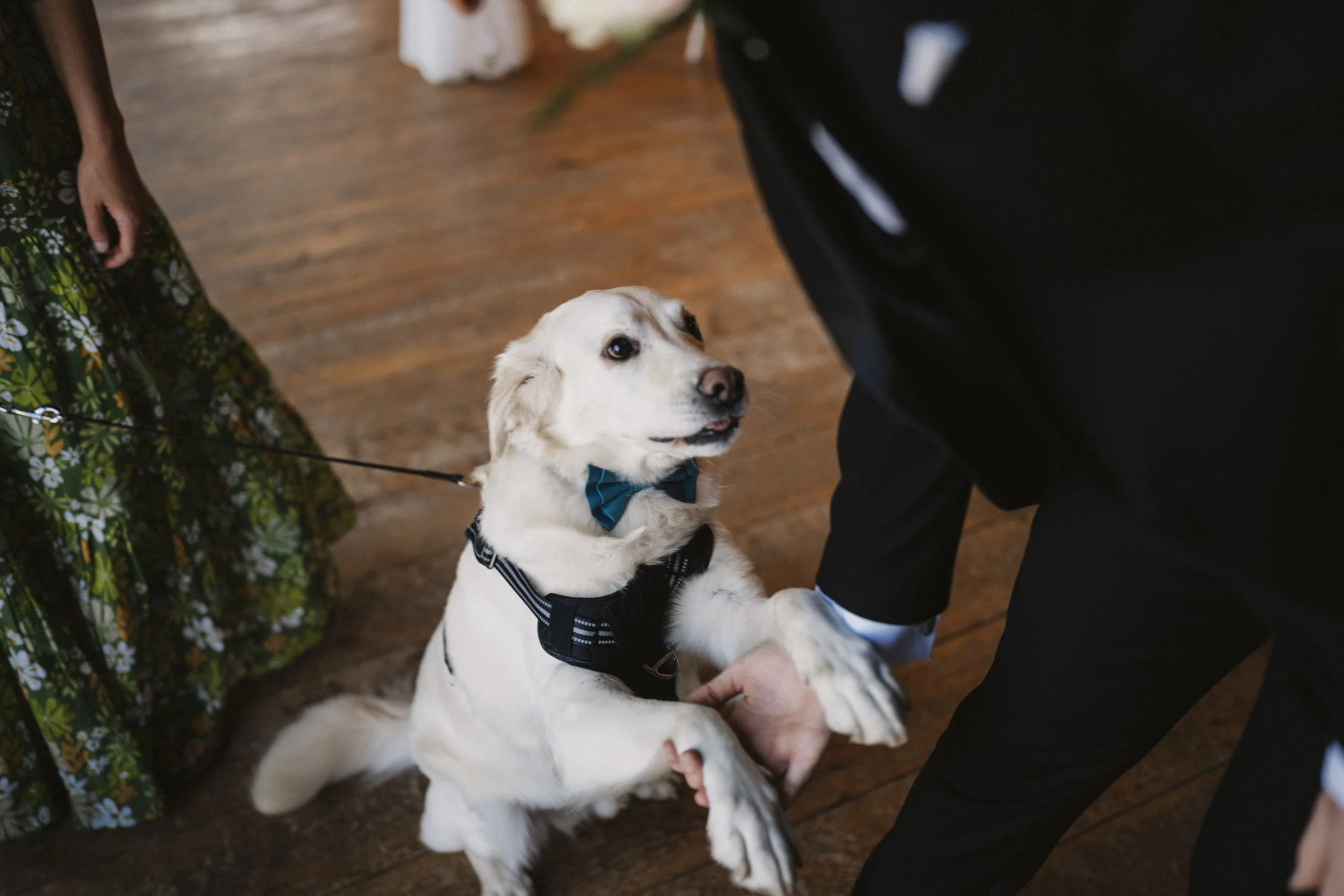 A dog with a blue bow tie shaking hands with a person wearing a black suit at a formal event.
