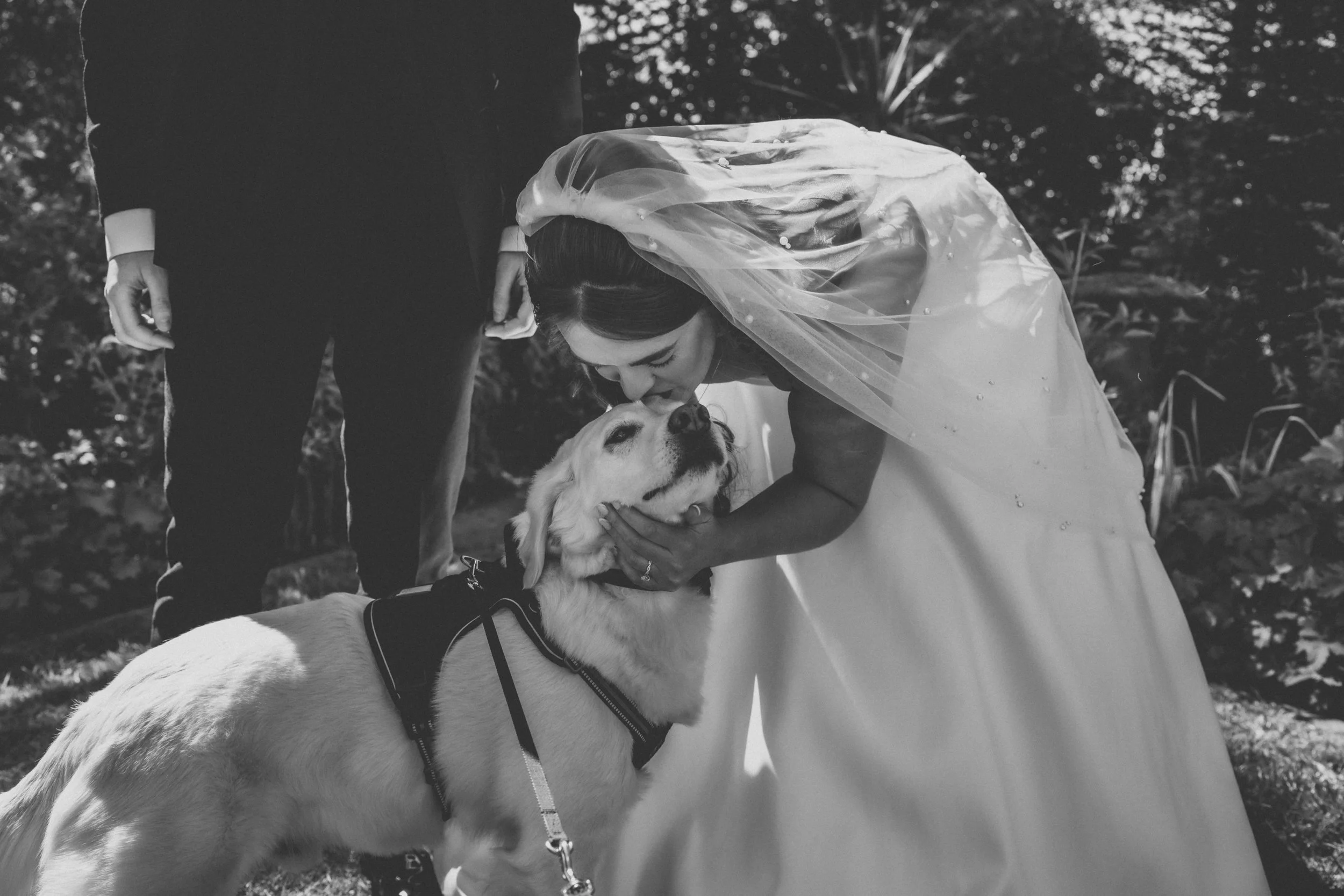 Black and white photo of a bride bending down to kiss a Labrador Retriever dog, who is looking up at her. The bride is wearing a wedding dress and veil, and the dog is wearing a harness. Part of a groom in a suit is visible on the left side of the im