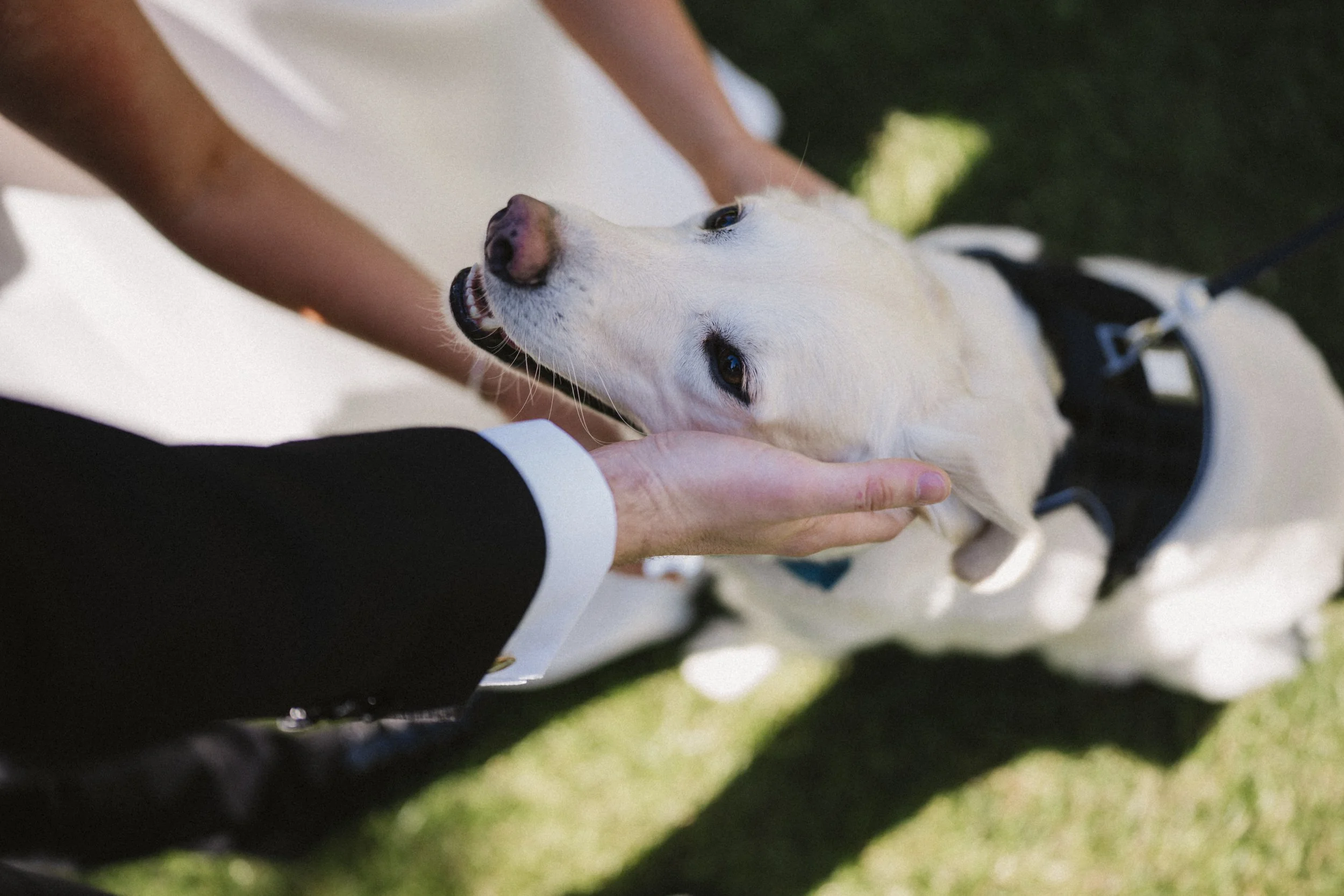 Person petting a happy, white Labrador Retriever dog outdoors with a harness on grass.