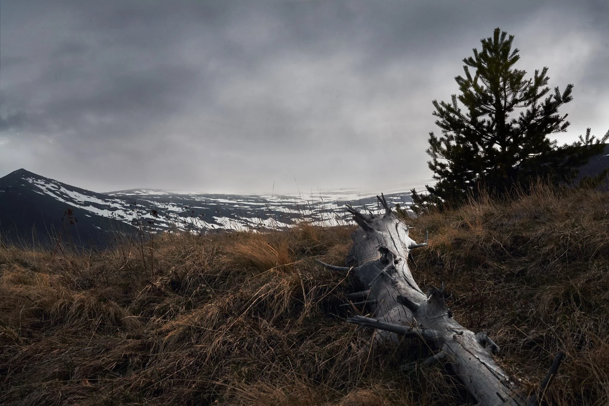 Mountain landscape with snow patches, dark cloudy sky, a lone pine tree on the right, and a fallen weathered tree trunk in the foreground.