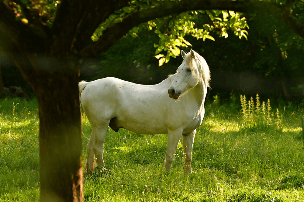 randonnée équestre vexin cheval camargue