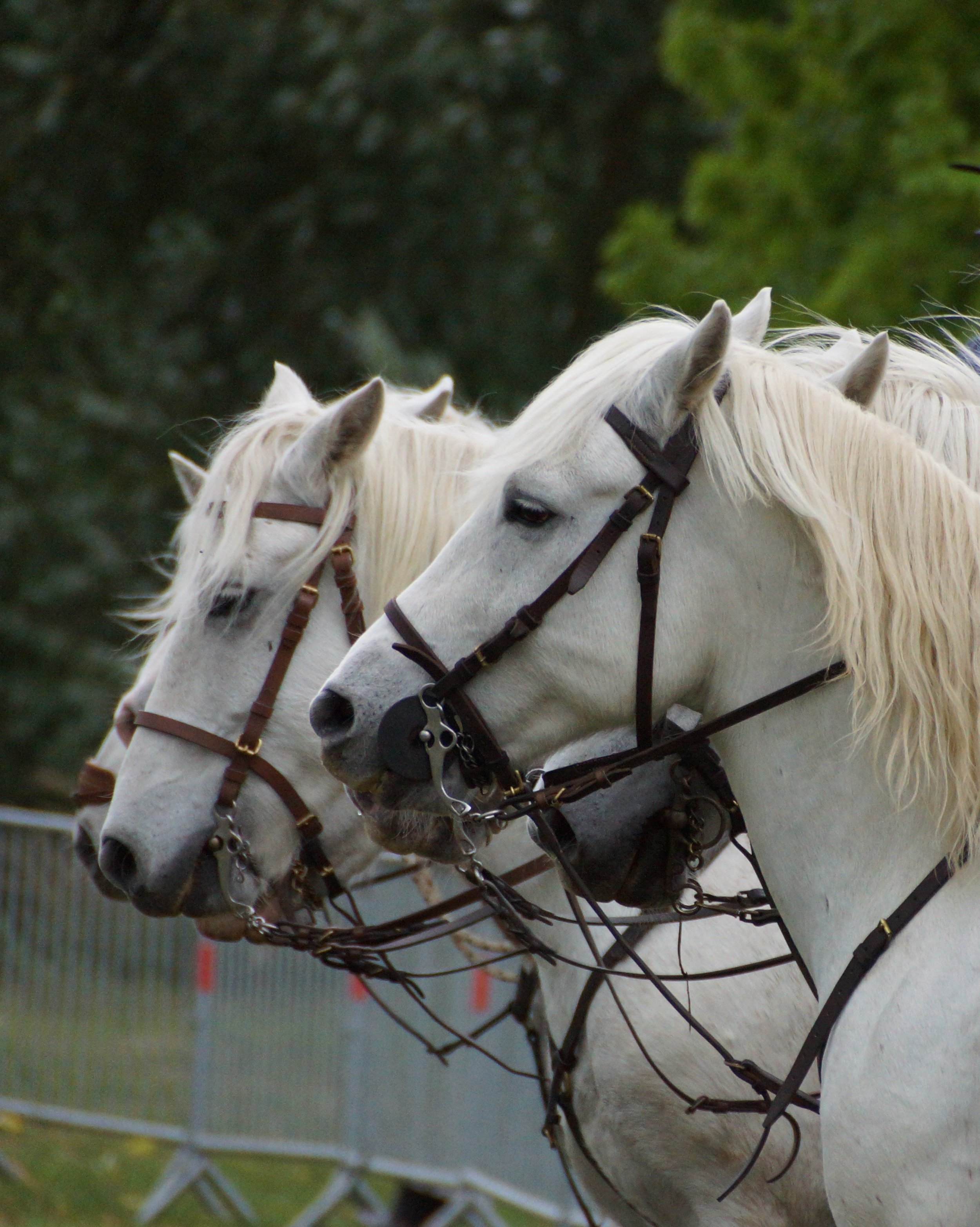Stage d'équitation de travail 4 jours sans hébergement