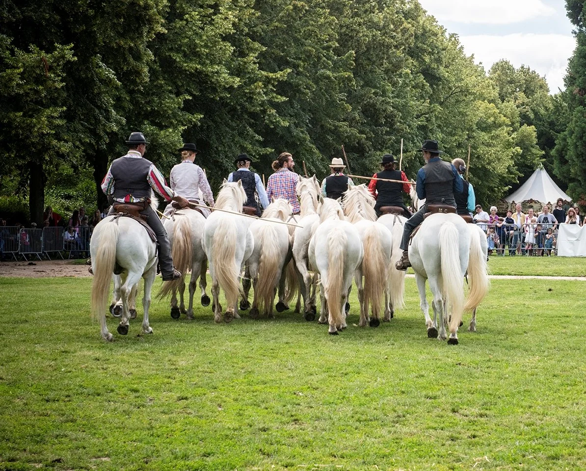 tri de bétail à cheval ile-de-france