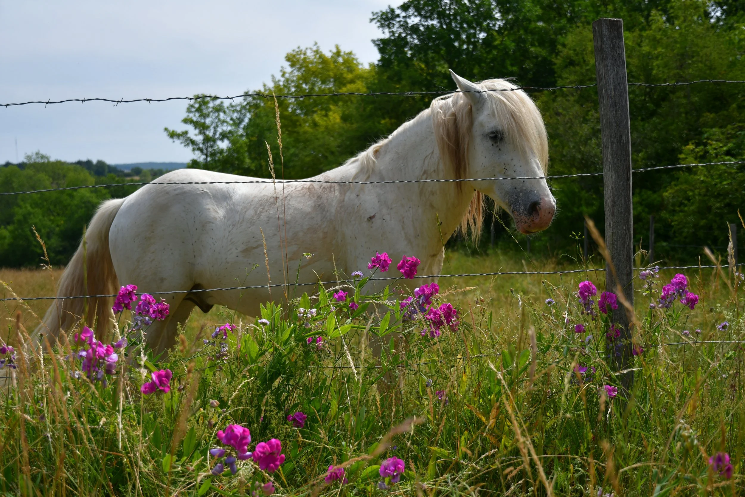 tri de bétail à cheval