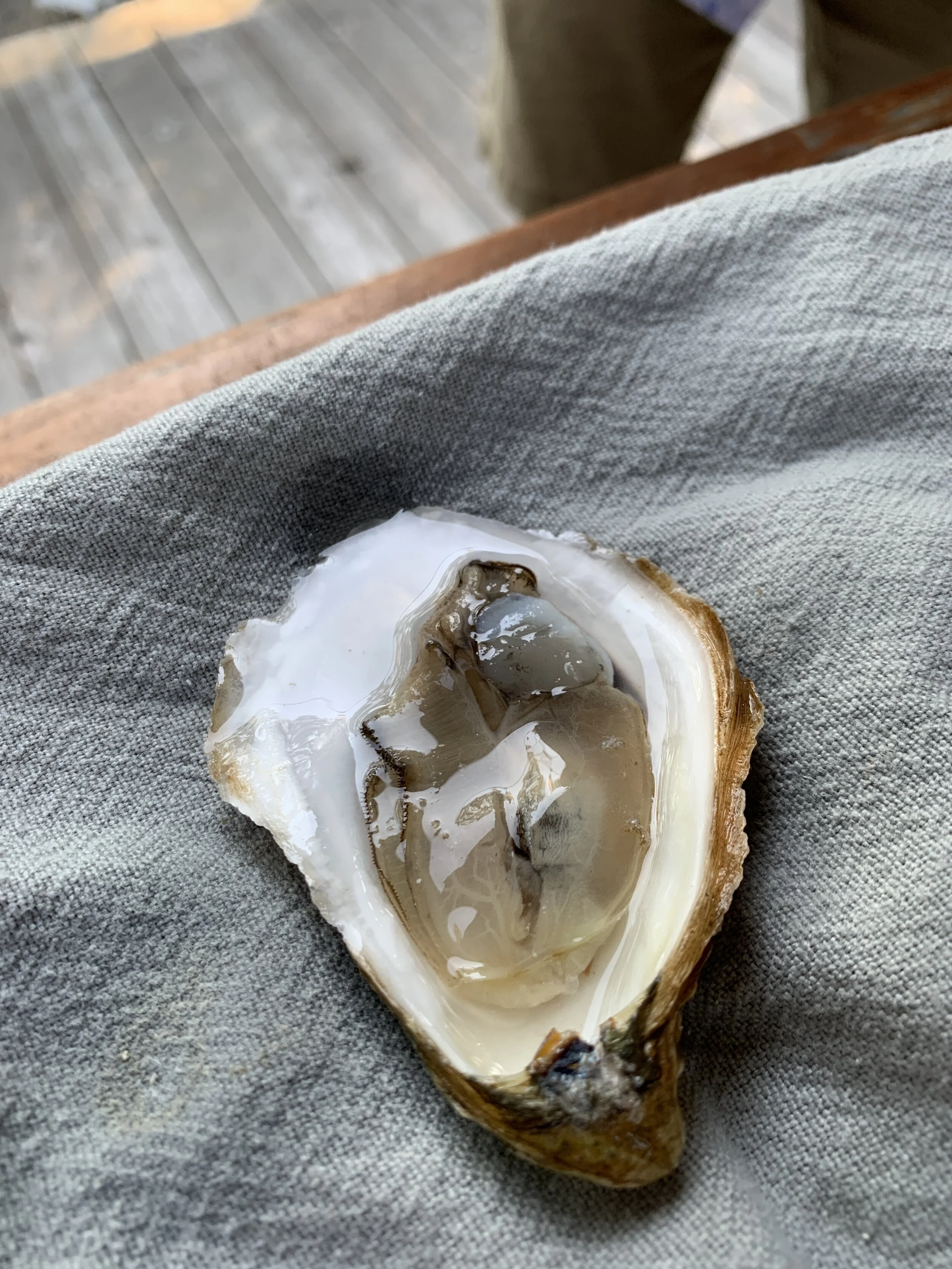 Shuck Oysters like a Pro