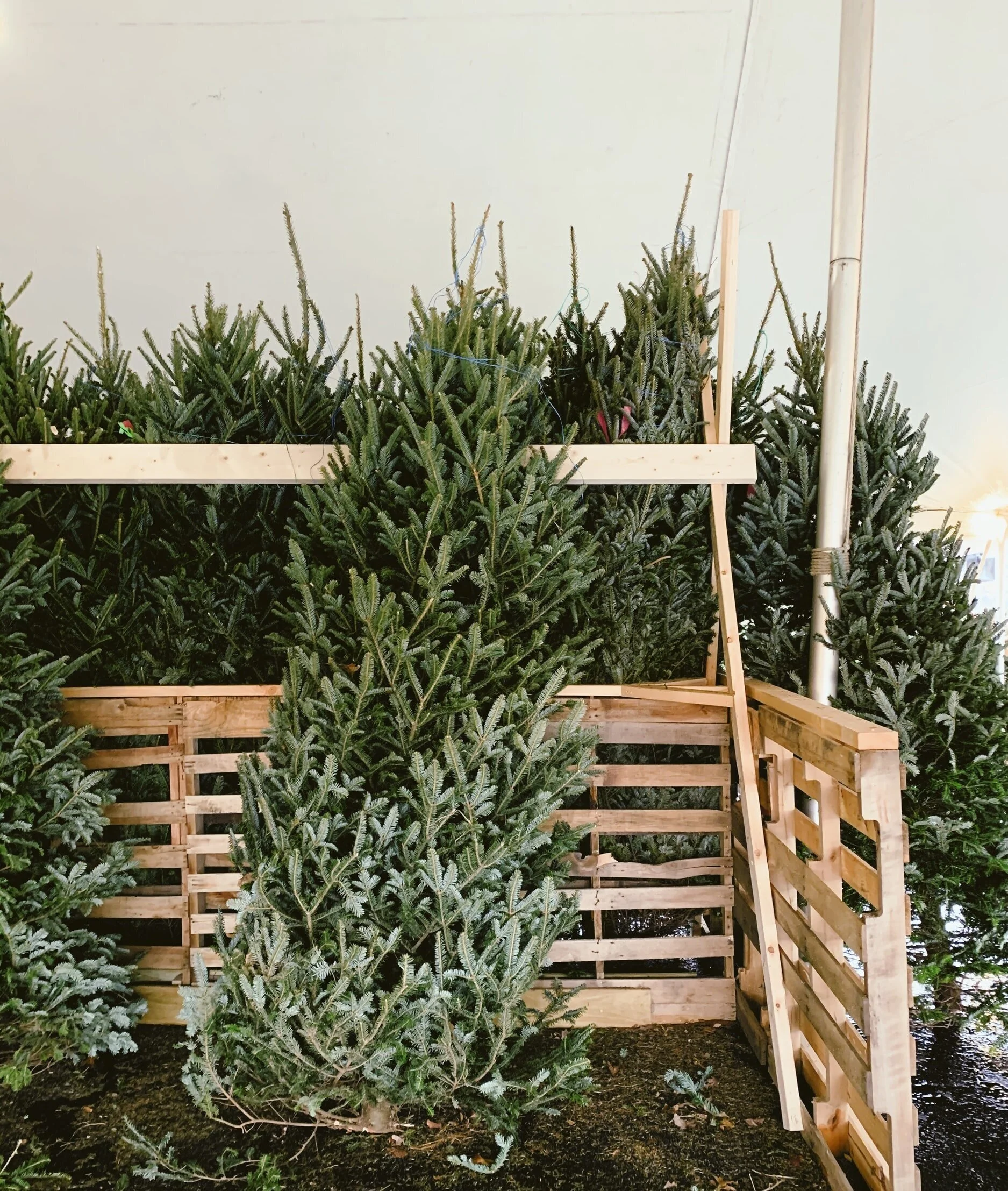 Hamptons Guide: Christmas Tree