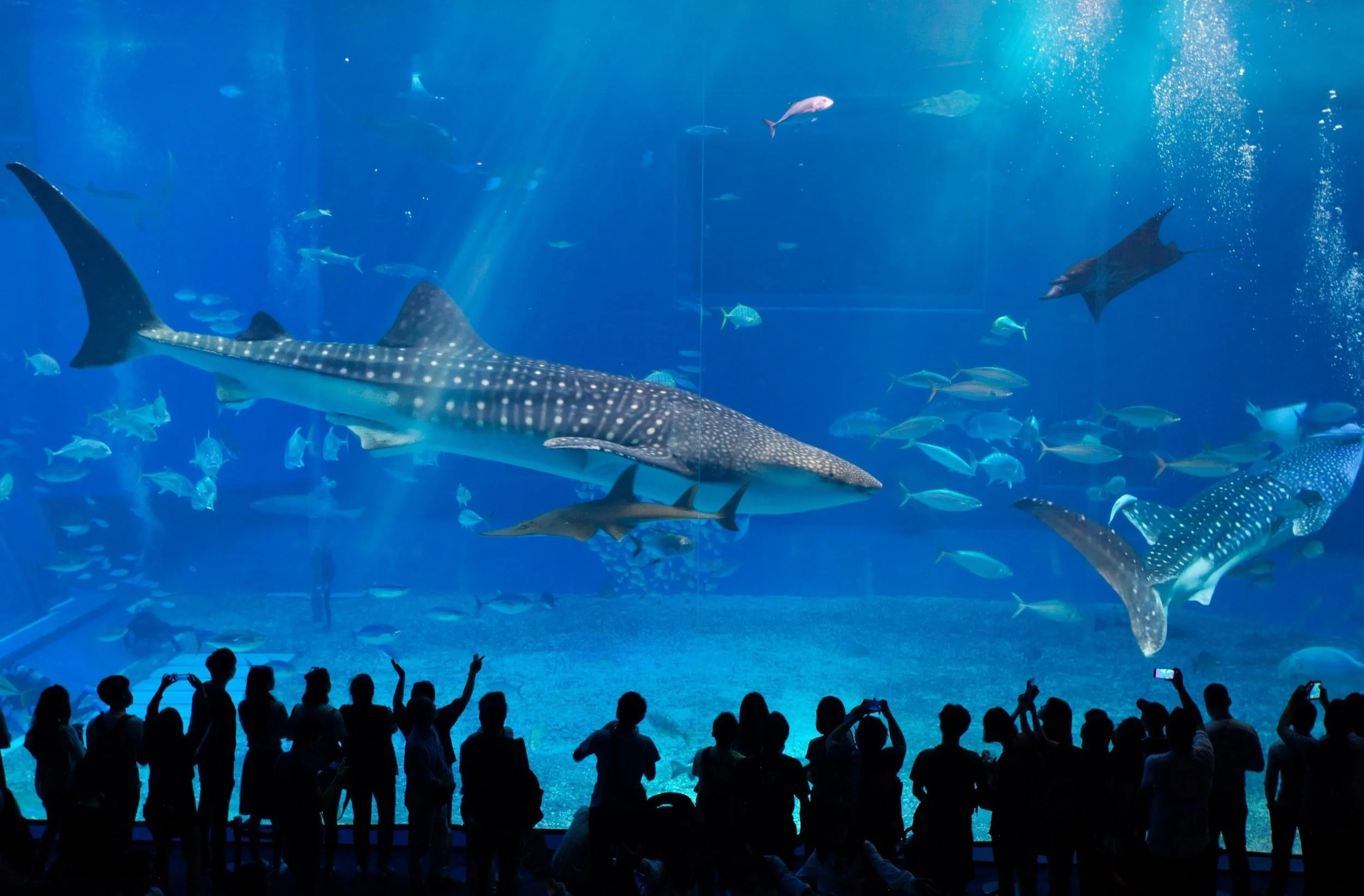 Atlanta Guide: Georgia Aquarium 