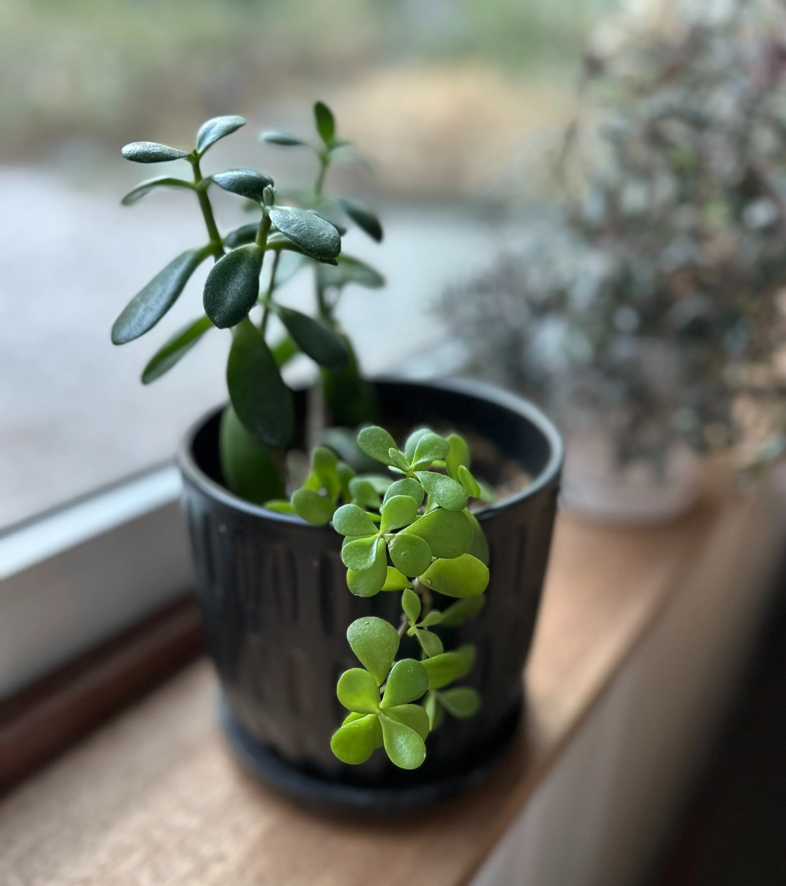 Health and Well-Being: Benefits of Keeping Houseplants