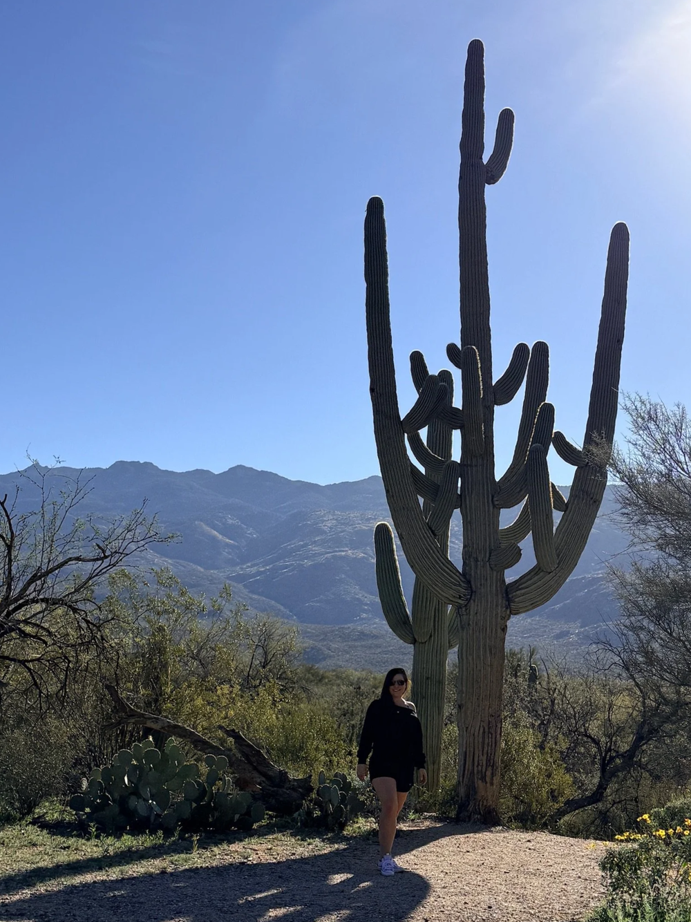 Saguaro National Park — Seis Kamimura