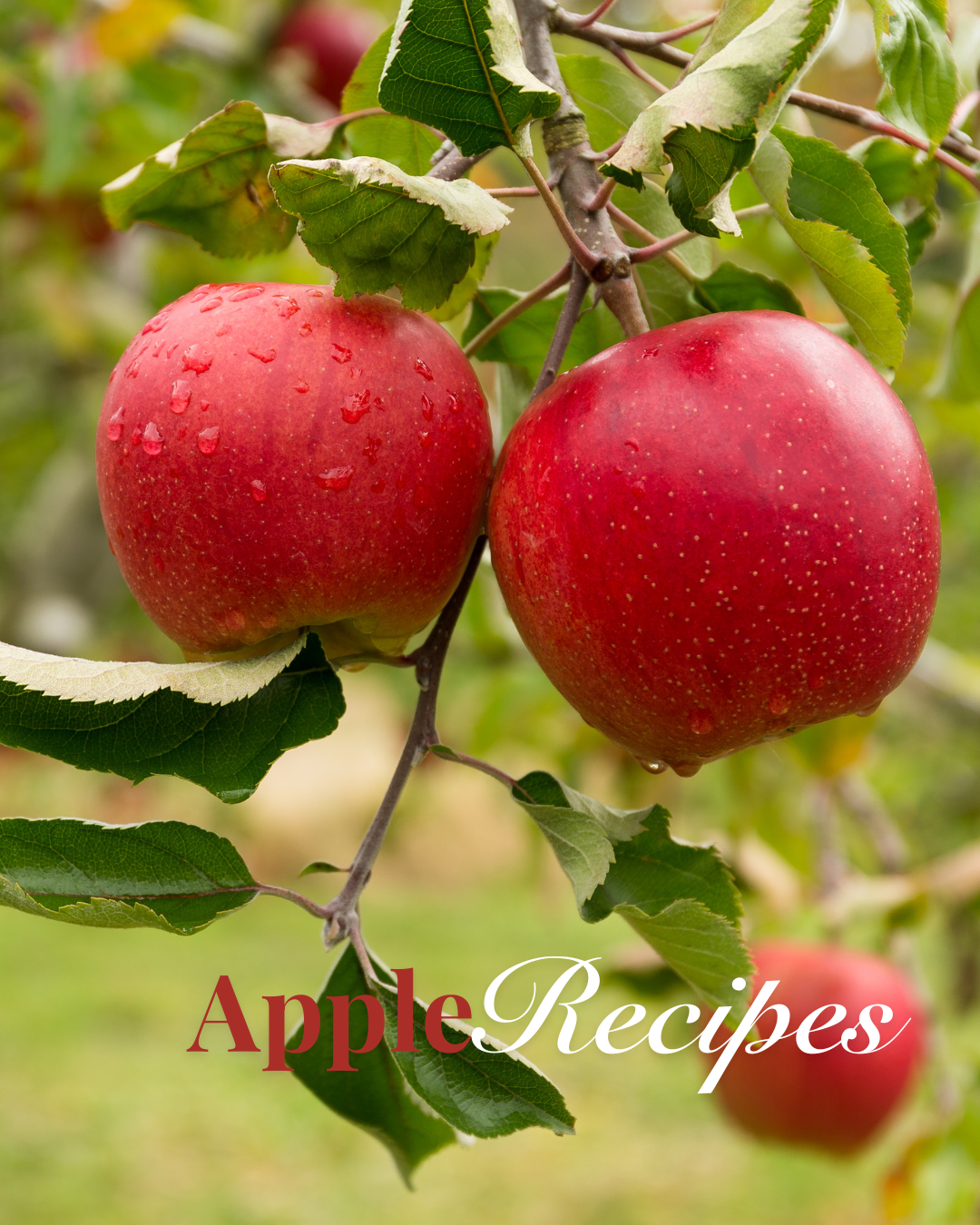 Apple Season Recipes: Cozy Ways to Enjoy the Harvest