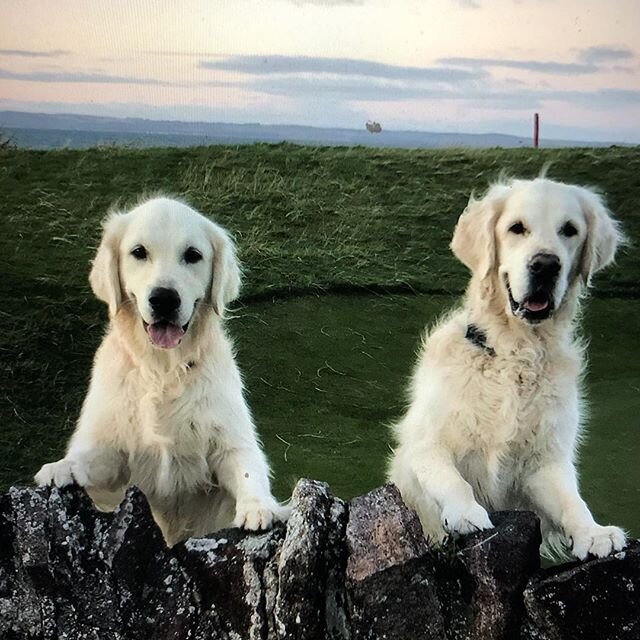 My happy &lsquo;smiling&rsquo; dogs, Dougal and Archie!  #goldenretriever #happy #smiling