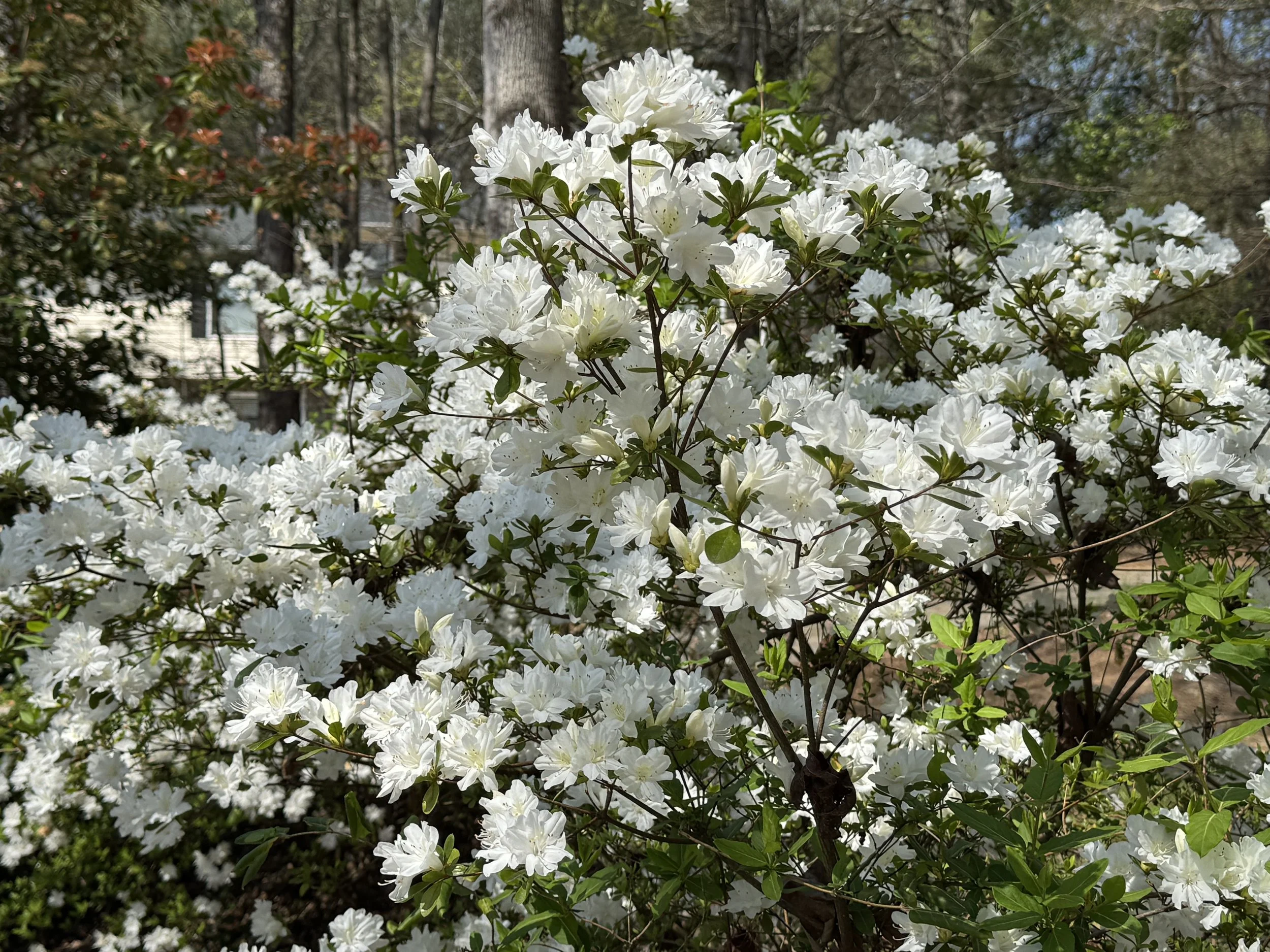 Connecting to Nature