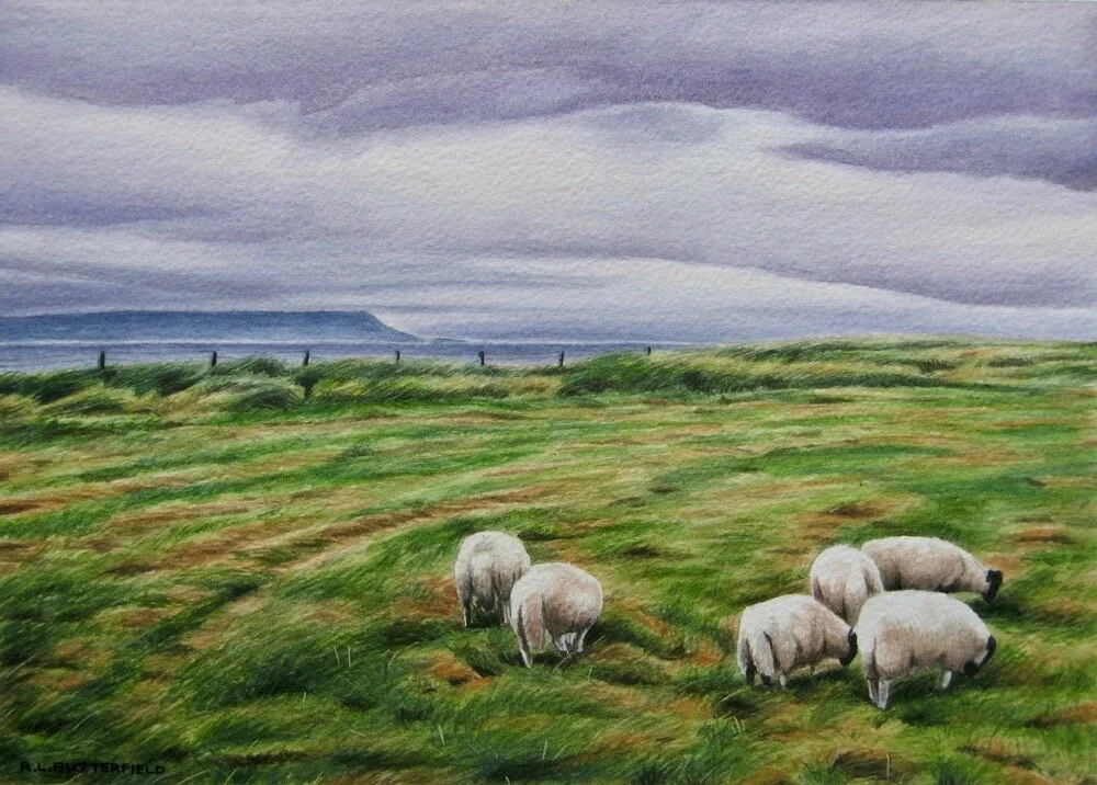 Eigg and Sheep watercolour 8.75” x 12.5” available