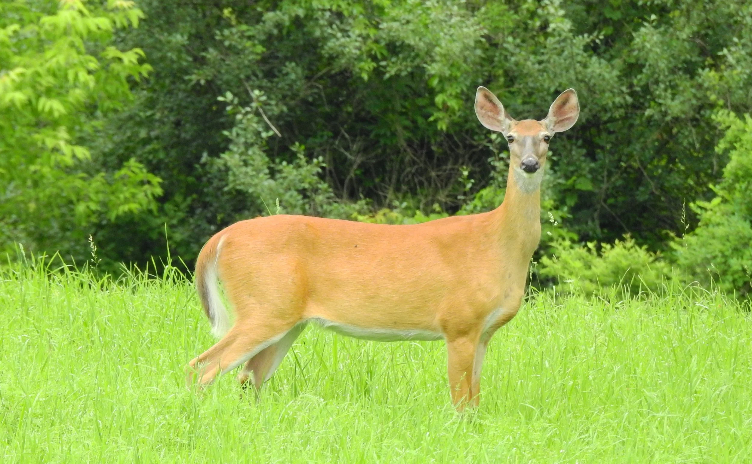 DEAR%20DEER%20%28DEER%29%20BY%20SHARON%20RADTKE.JPG