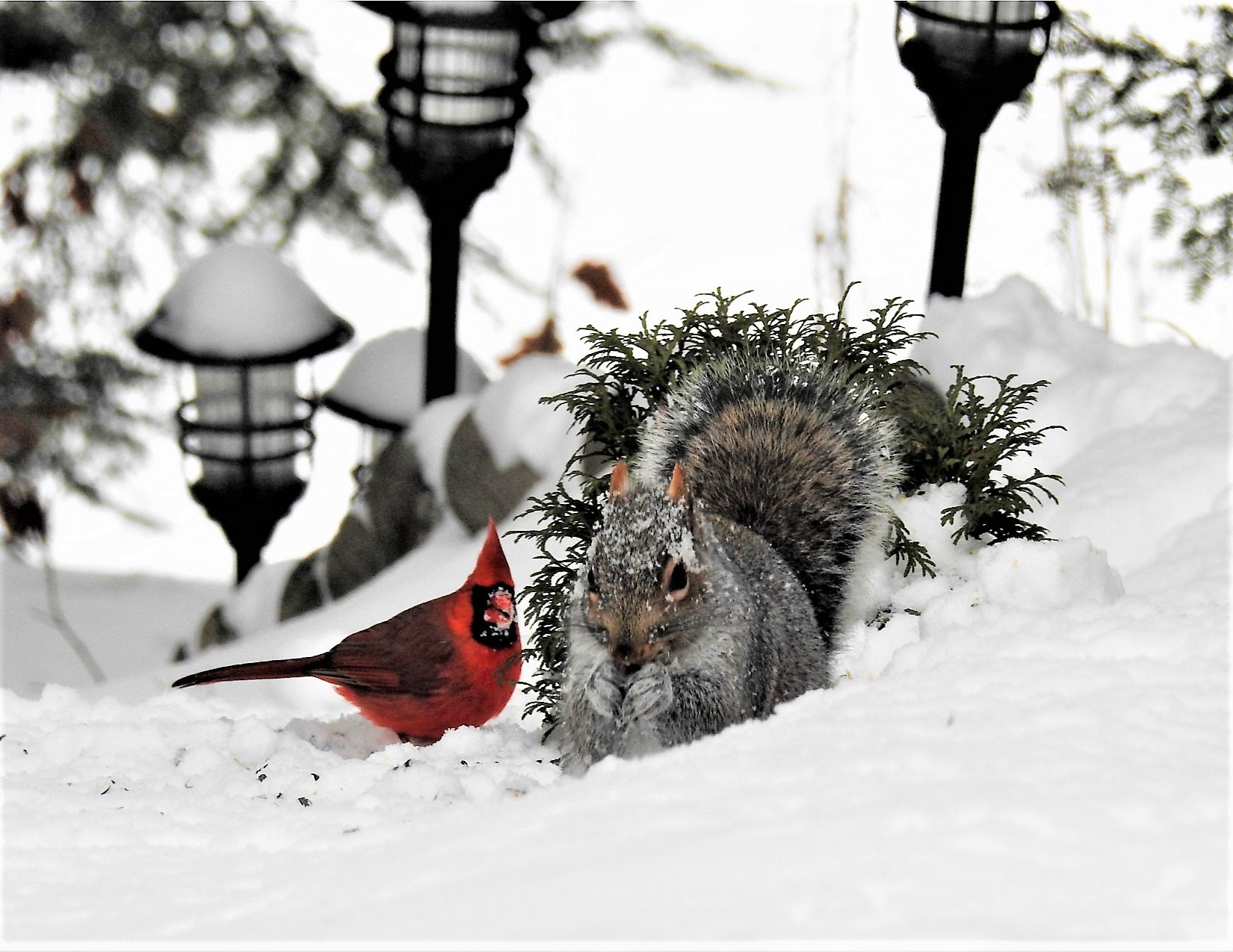 GUESS%20WHO%20IS%20COMING%20TO%20DINNER%20%28NORTHERN%20CARDINAL%20AND%20GREY%20SQUIRREL%29%20BY%20SHARON%20RADTKE.jpg