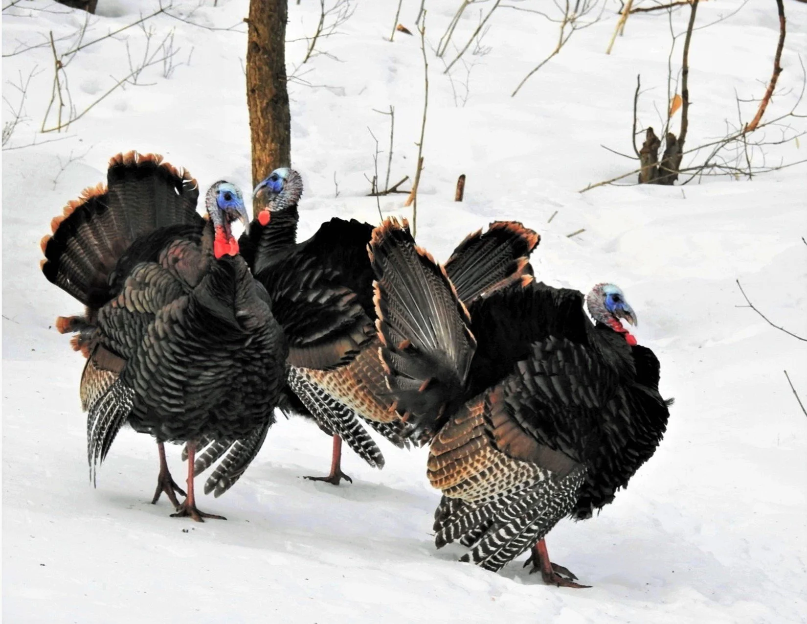 MATING%20DANCE%20%28WILD%20TURKEYS%29BY%20SHARON%20RADTKE.jpg