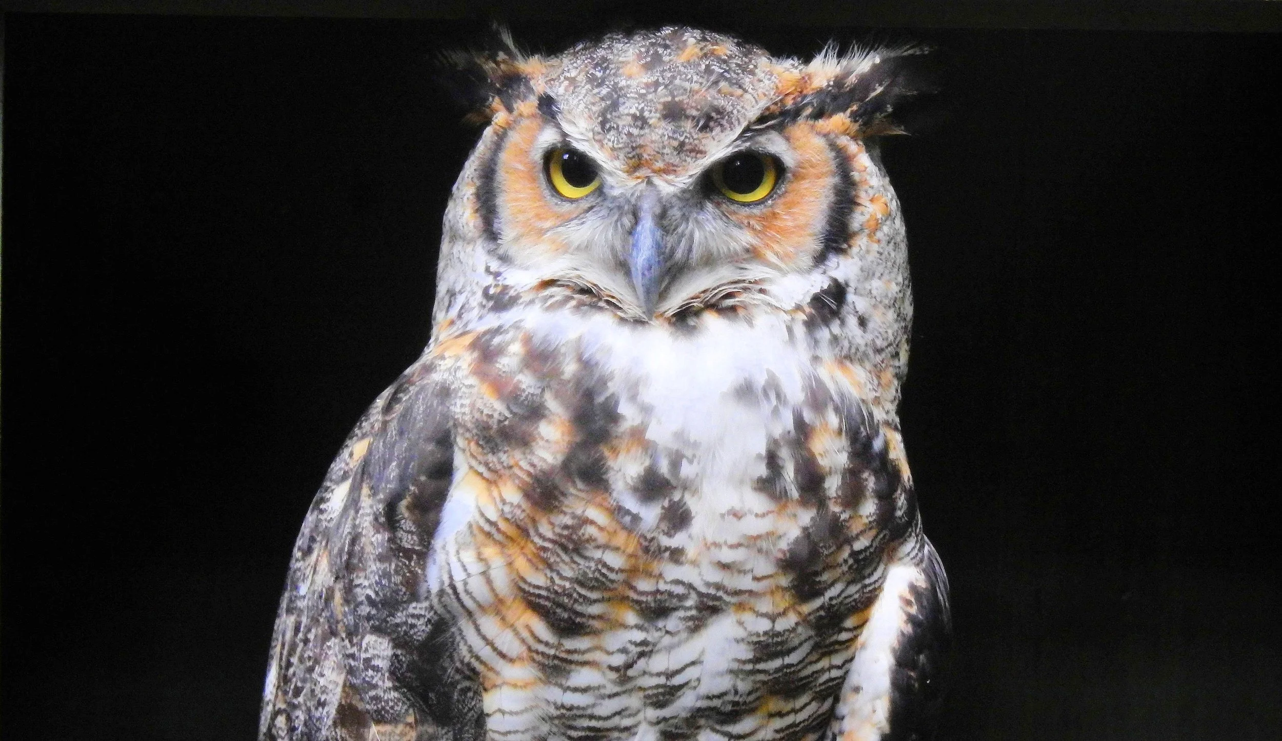 UP%20CLOSE%20%28GREAT%20HORNED%20OWL%29%20BY%20SHARON%20RADTKE.jpg