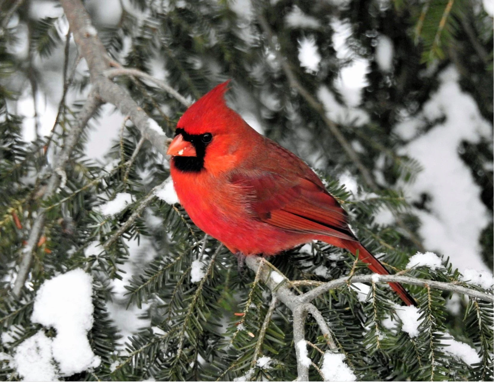 UP%20CLOSE%20AND%20PERSONAL%20%28NORTHERN%20CARDINAL%29%20BY%20SHARON%20RADTKE.jpg