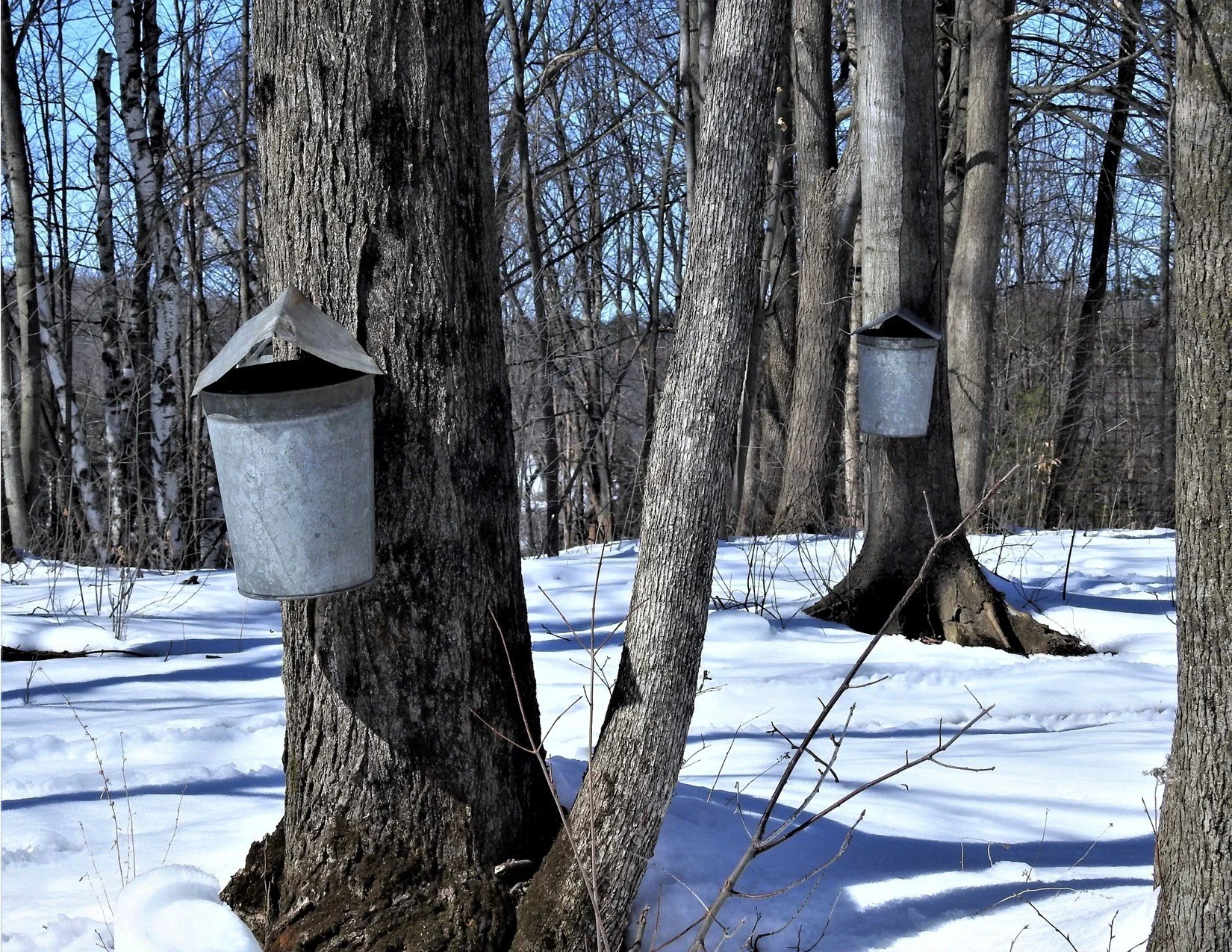 SUGARING%20%28MILTON%2C%20VT%29%20BY%20SHARON%20RADTKE.jpg